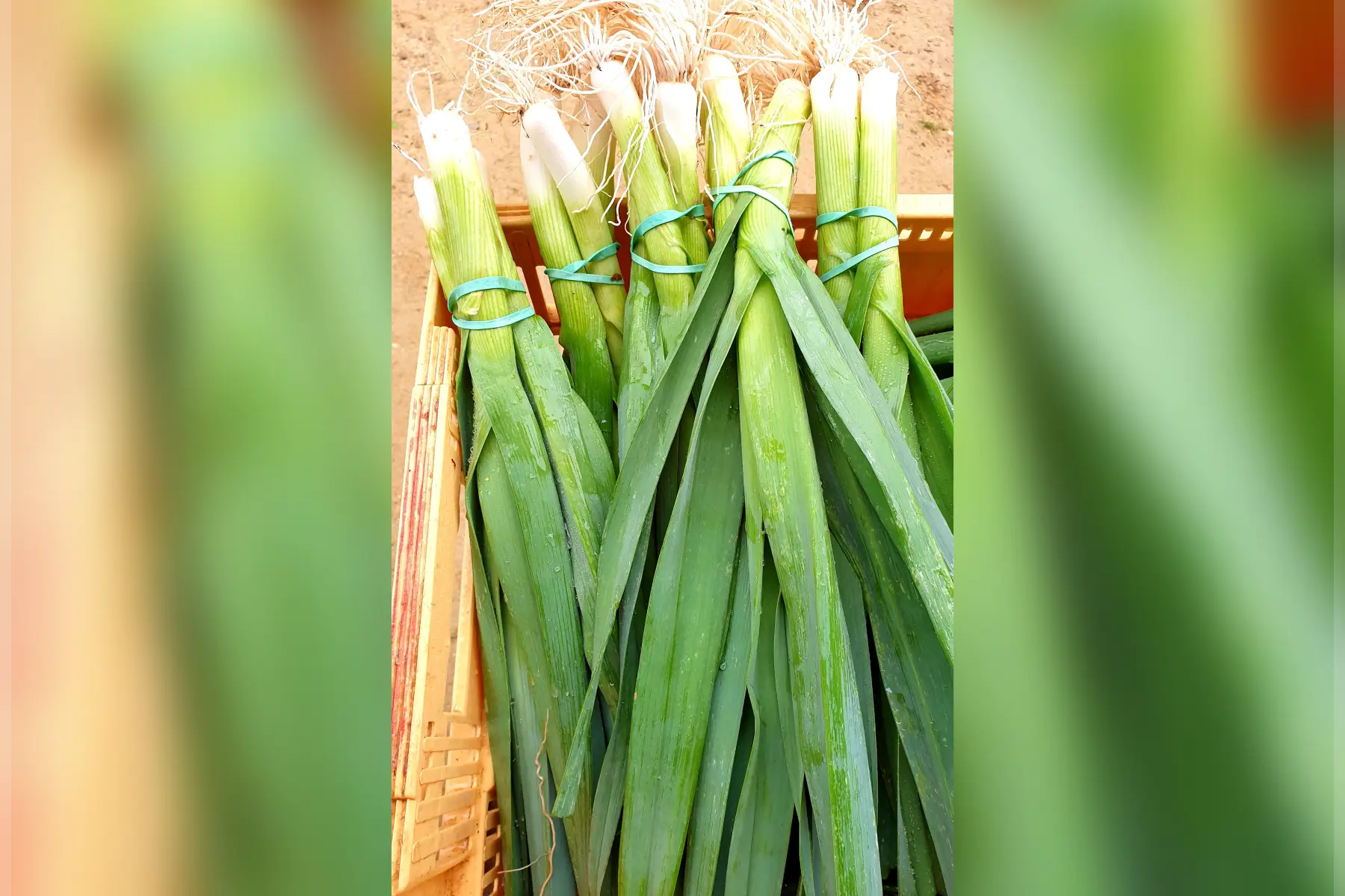 Poireaux bio (au choix)