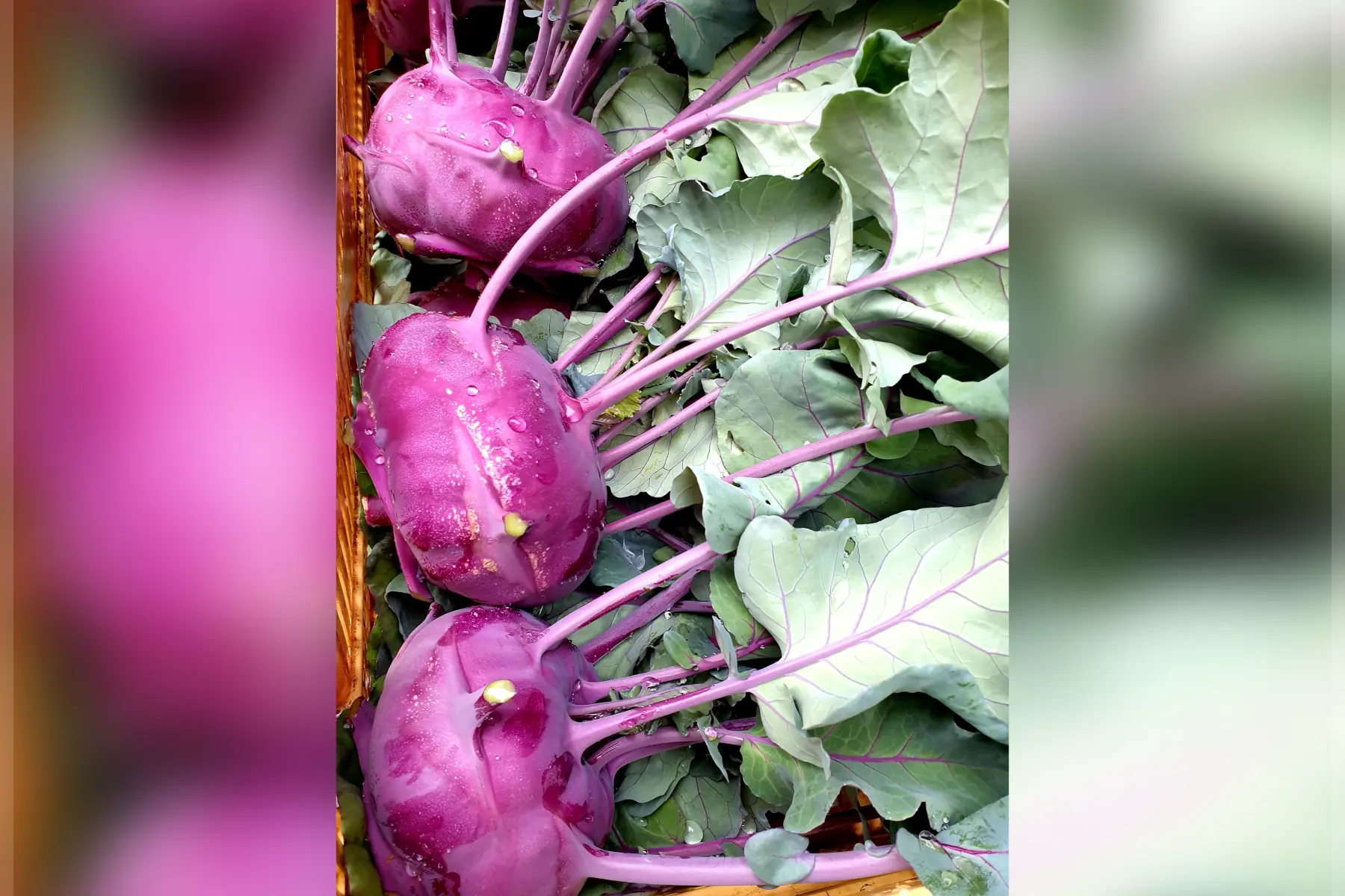 Chou rave violet/vert bio (au choix)