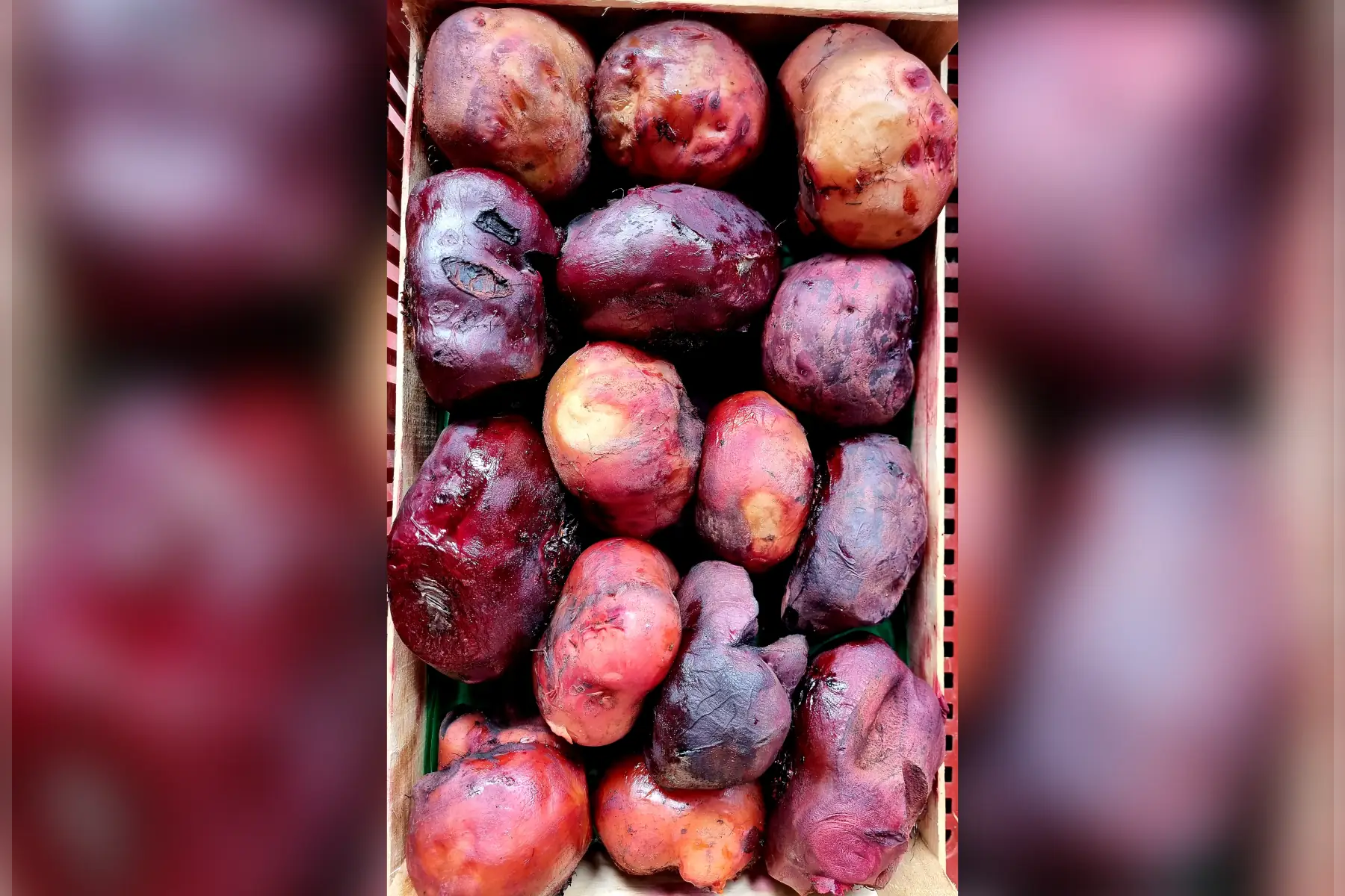 Betteraves cuites au chaudron bio