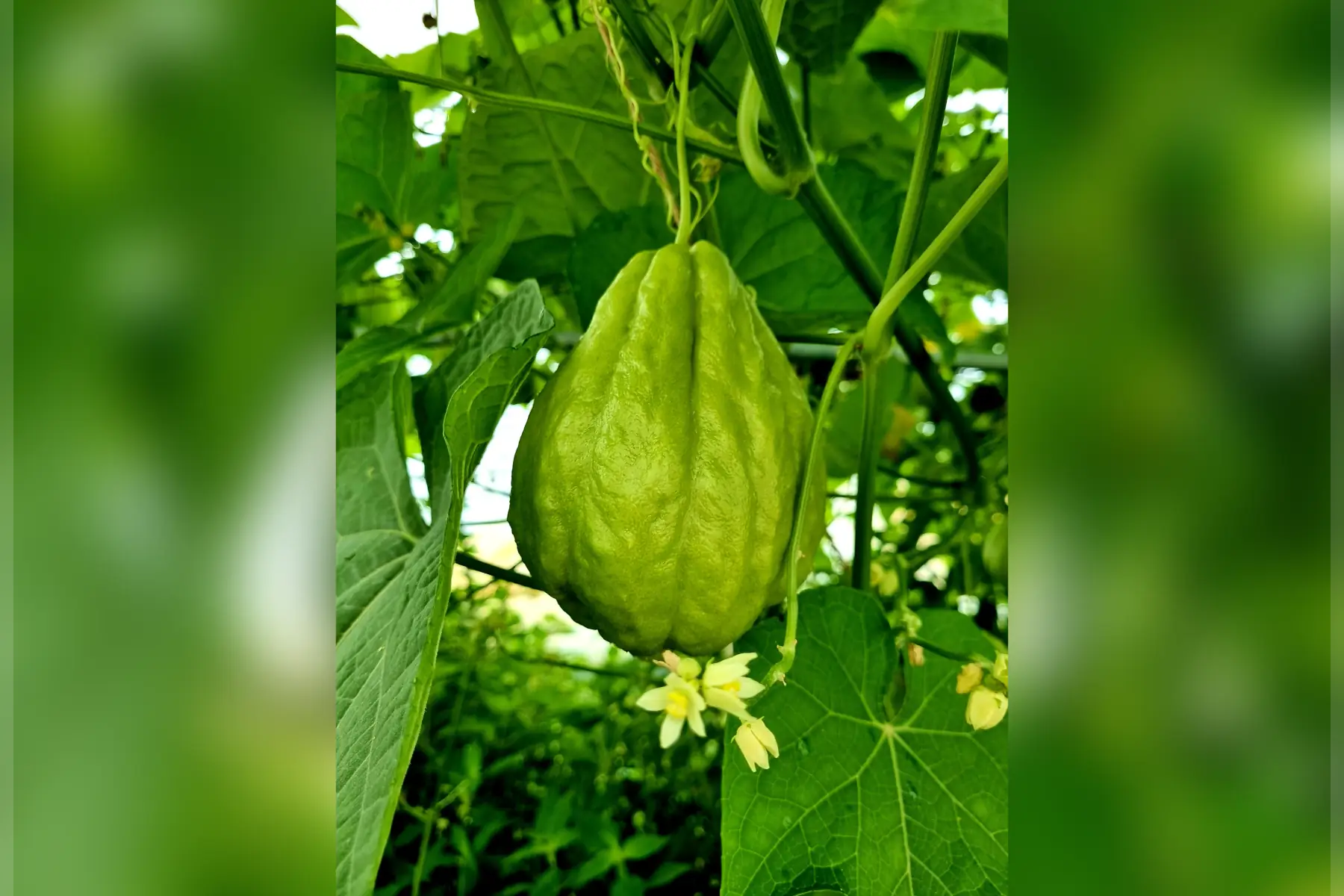 Chouchou Chayote Christophine Bio