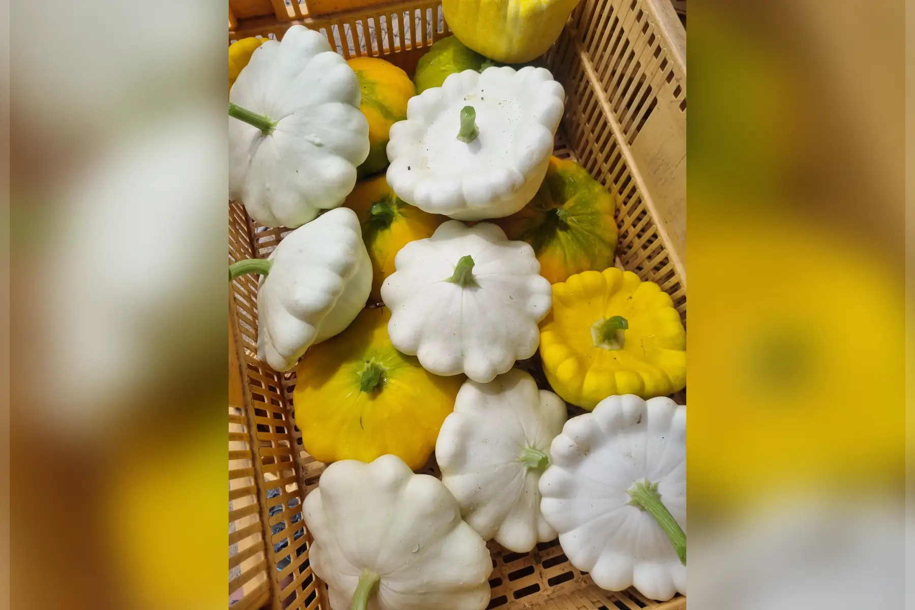 Courge Pâtisson jeune bio
