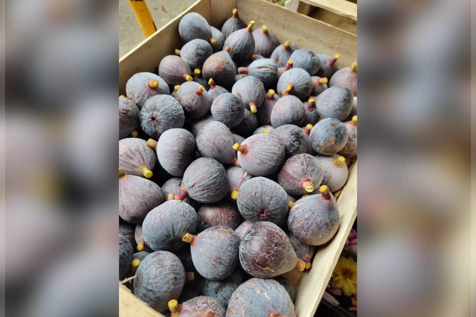 Figue violette du jardin bio