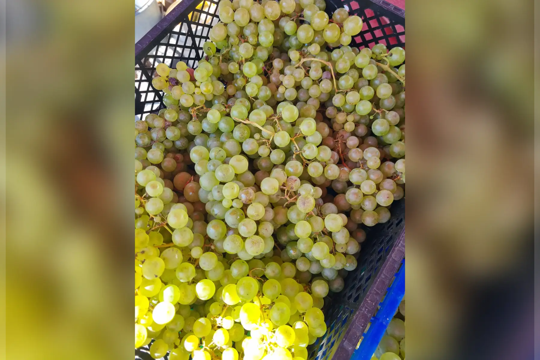 Raisin Chasselas Rose du jardin Bio