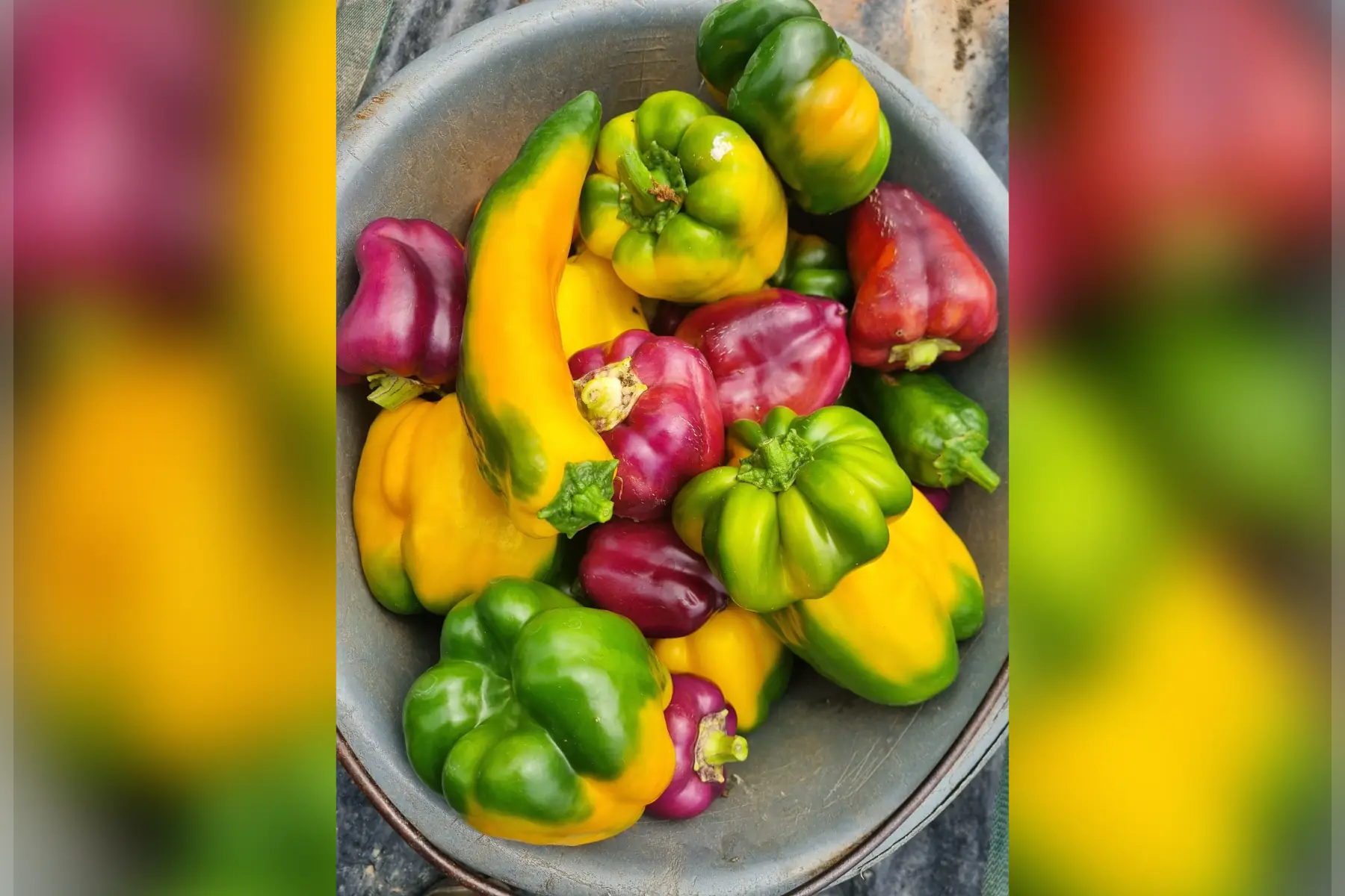 Poivron /Piment Bio (au choix)