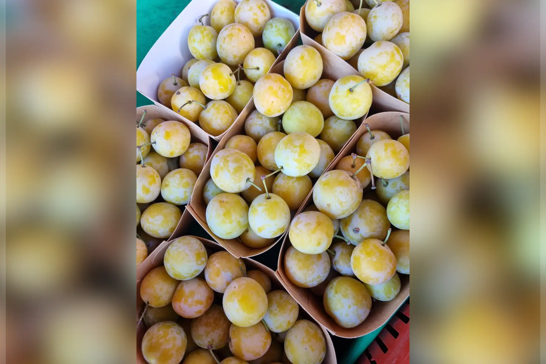 Mirabelles du jardin bio