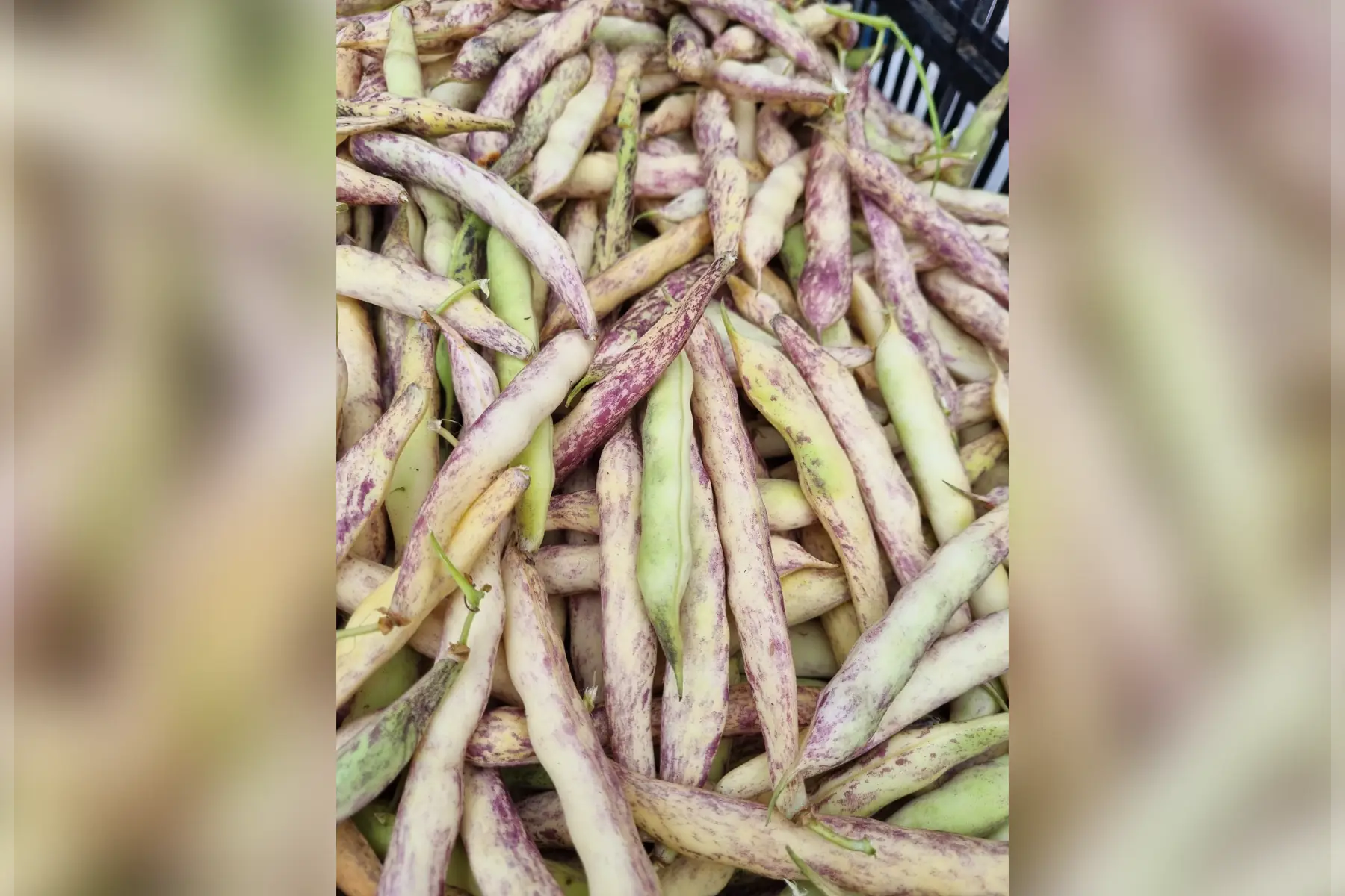 Haricots ½ sec Coco