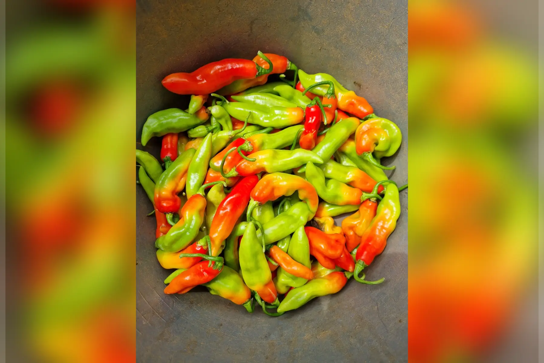 Piment végétarien bio