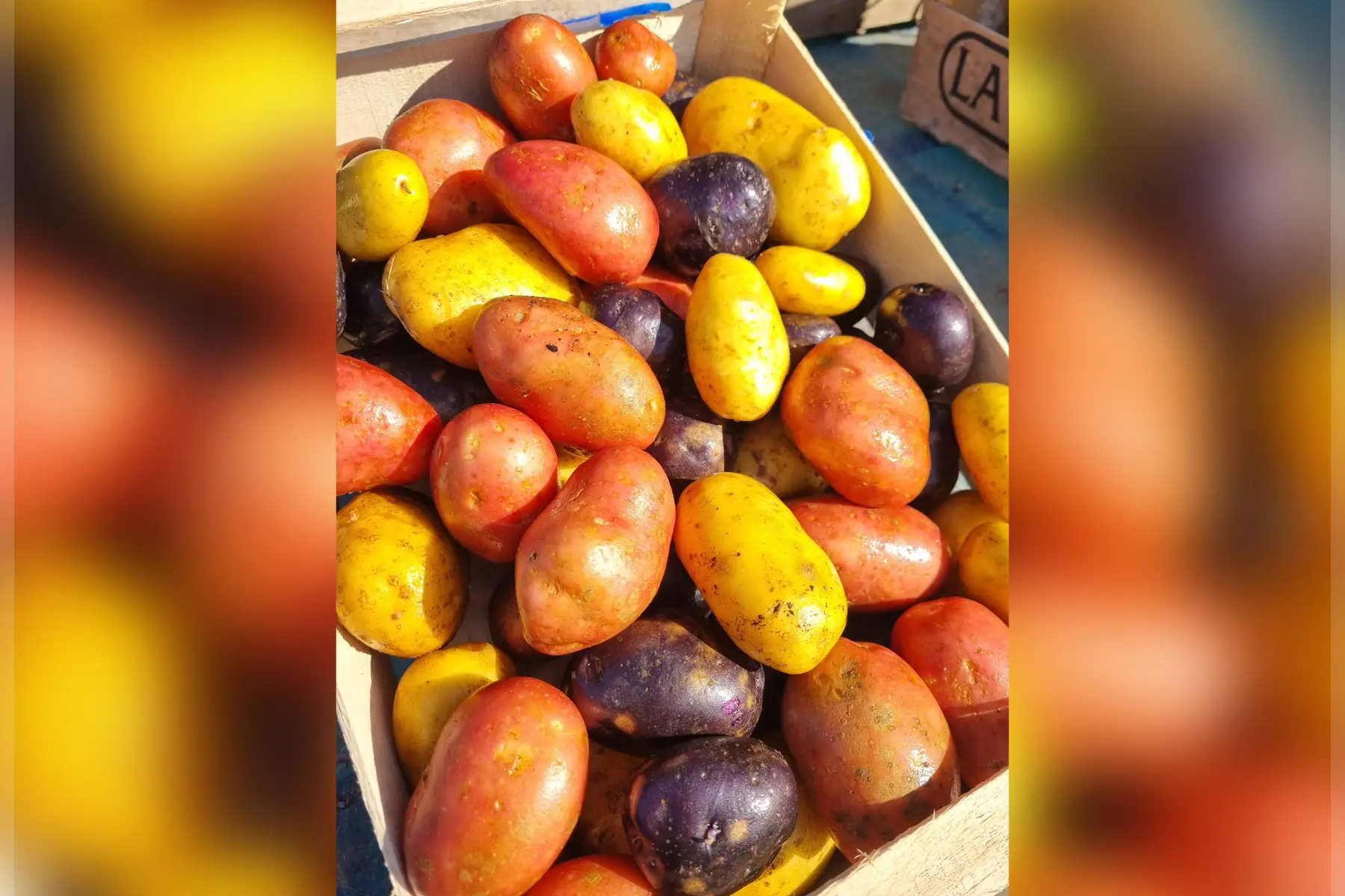 Pommes de terre nouvelles bio