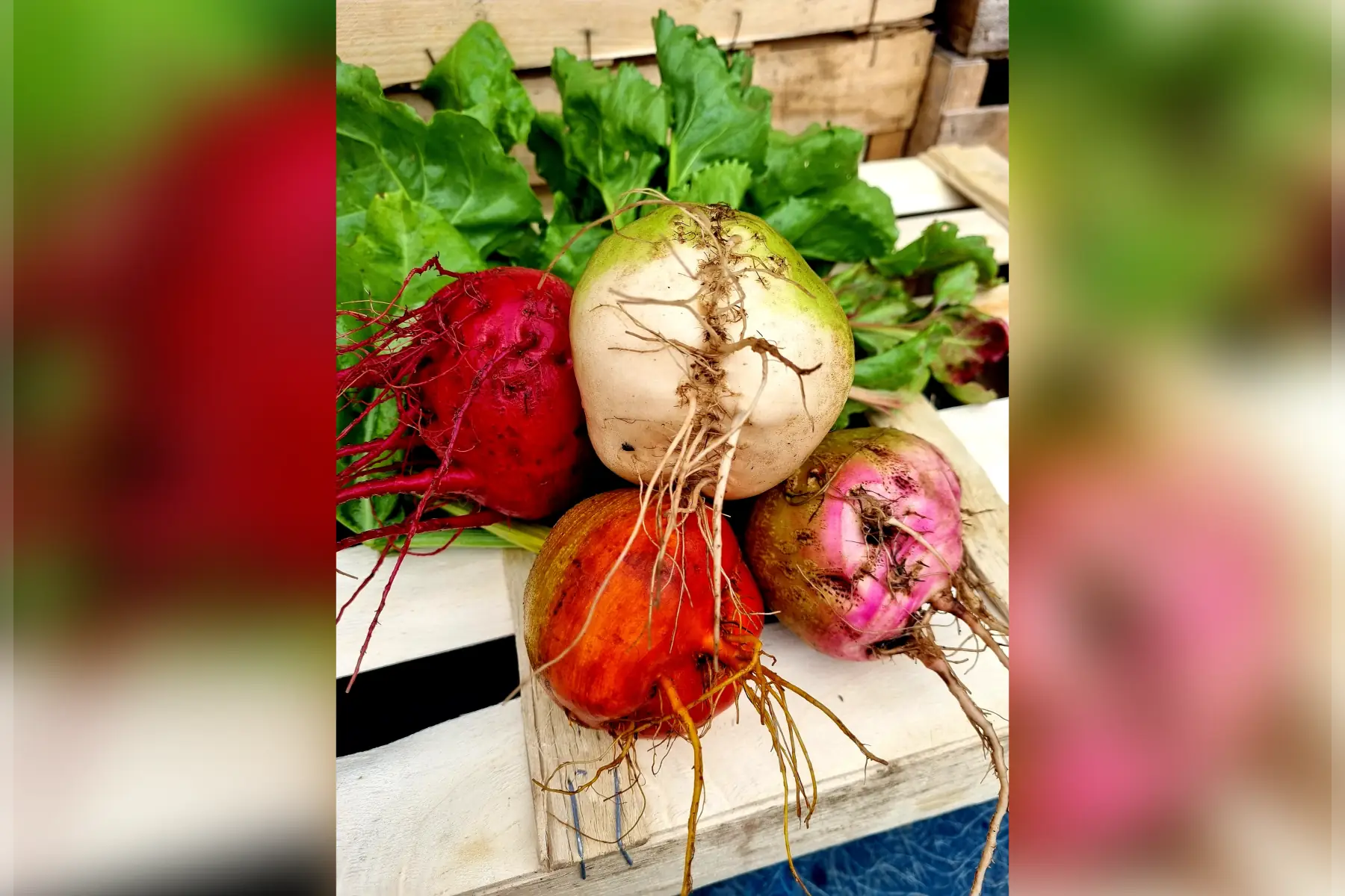 Betteraves nouvelles bio (au choix)