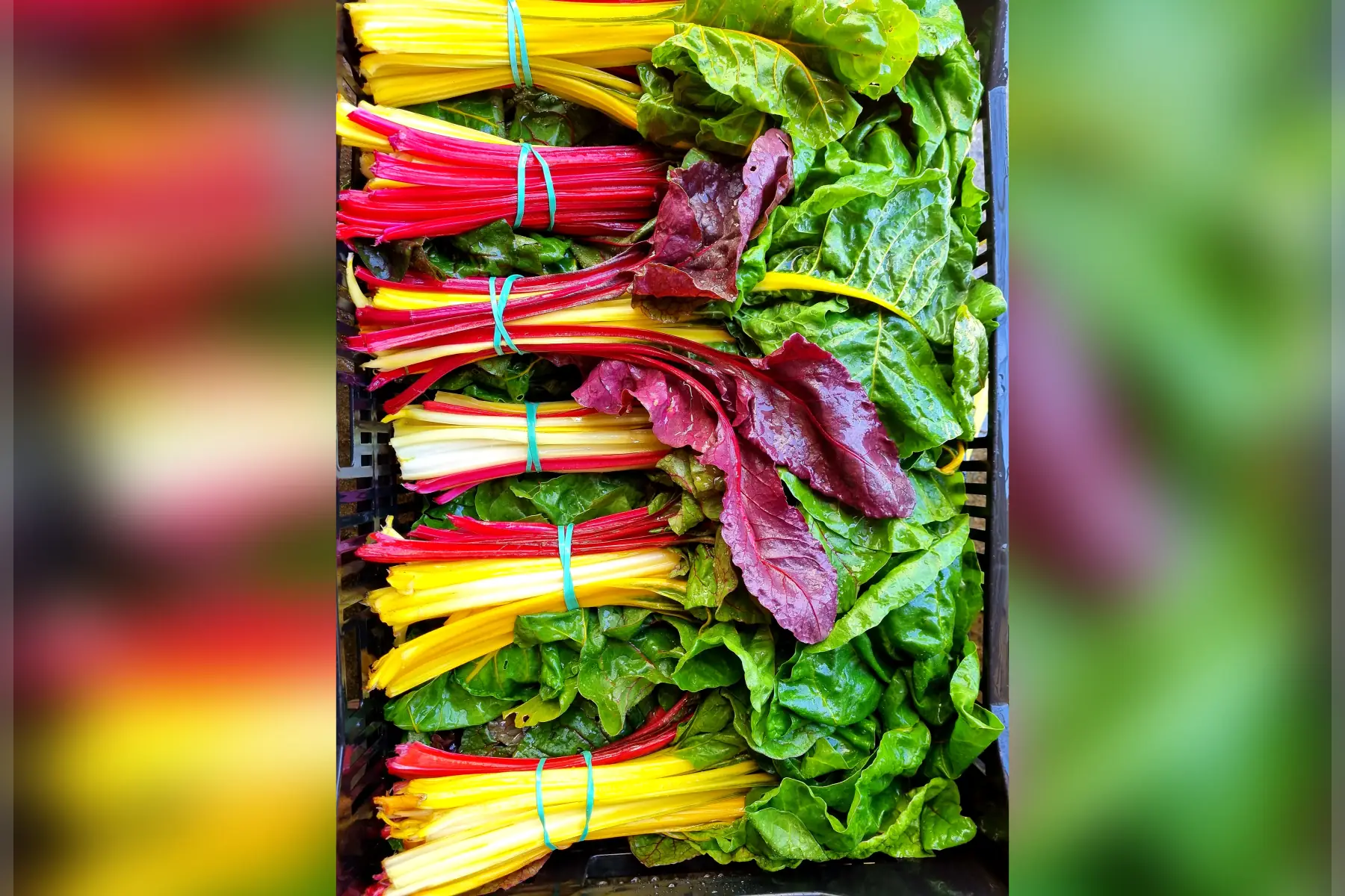 Carde / Blette bio (au choix)