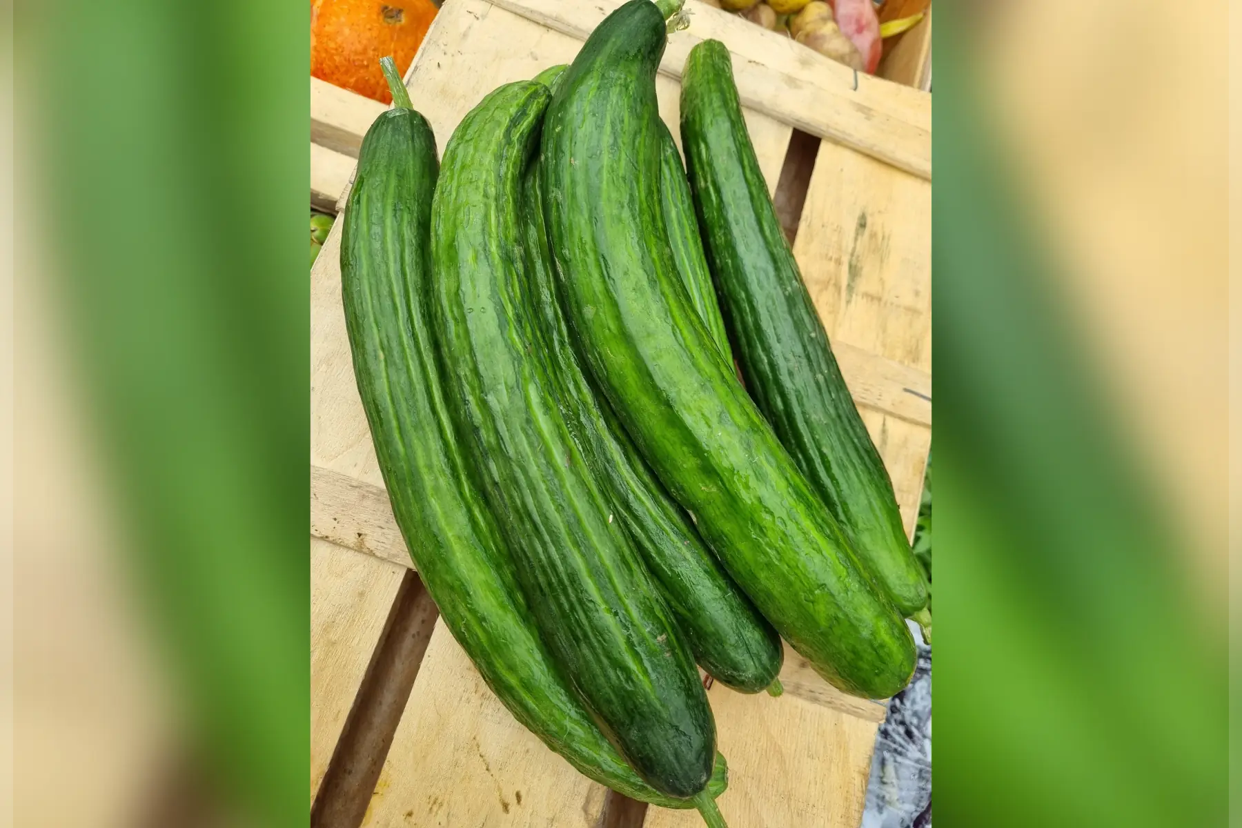 Concombre long bio