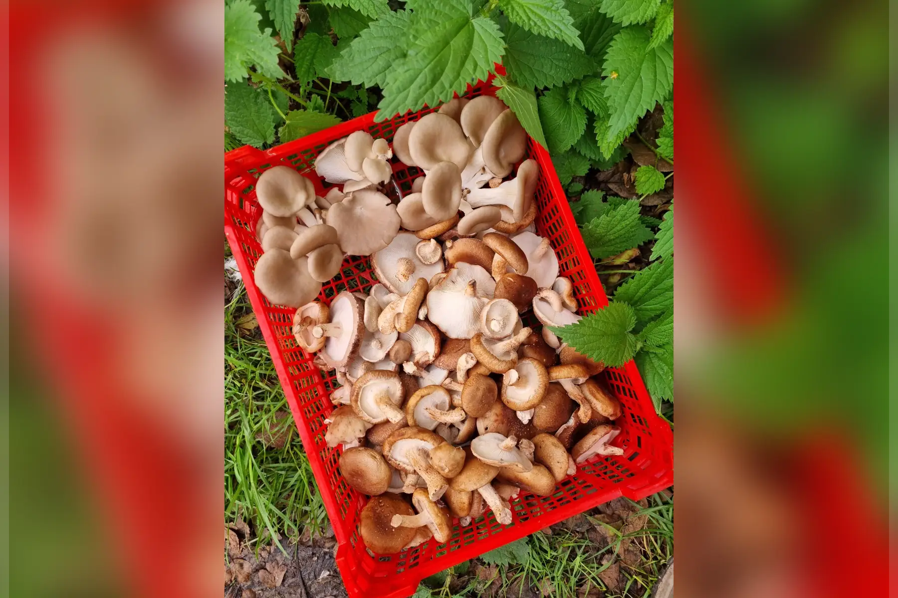 Champignons bio (au choix)