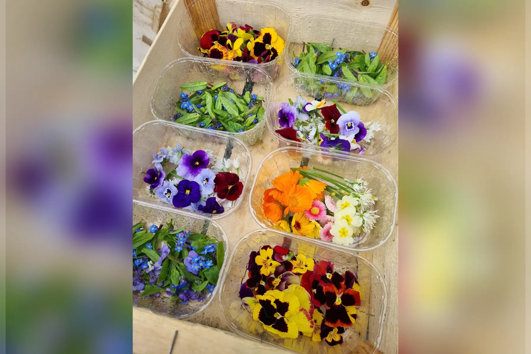 🌸 Fleurs comestibles bio (au choix)
