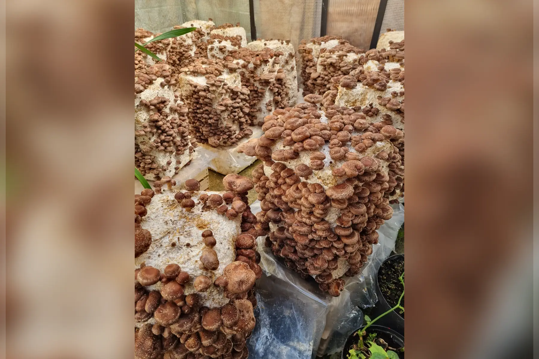 Champignons bio (au choix)