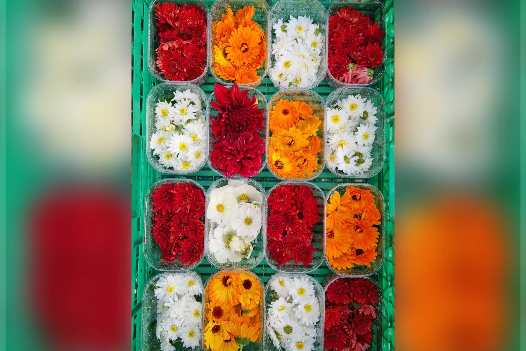 🌸 Fleurs comestibles bio (au choix)