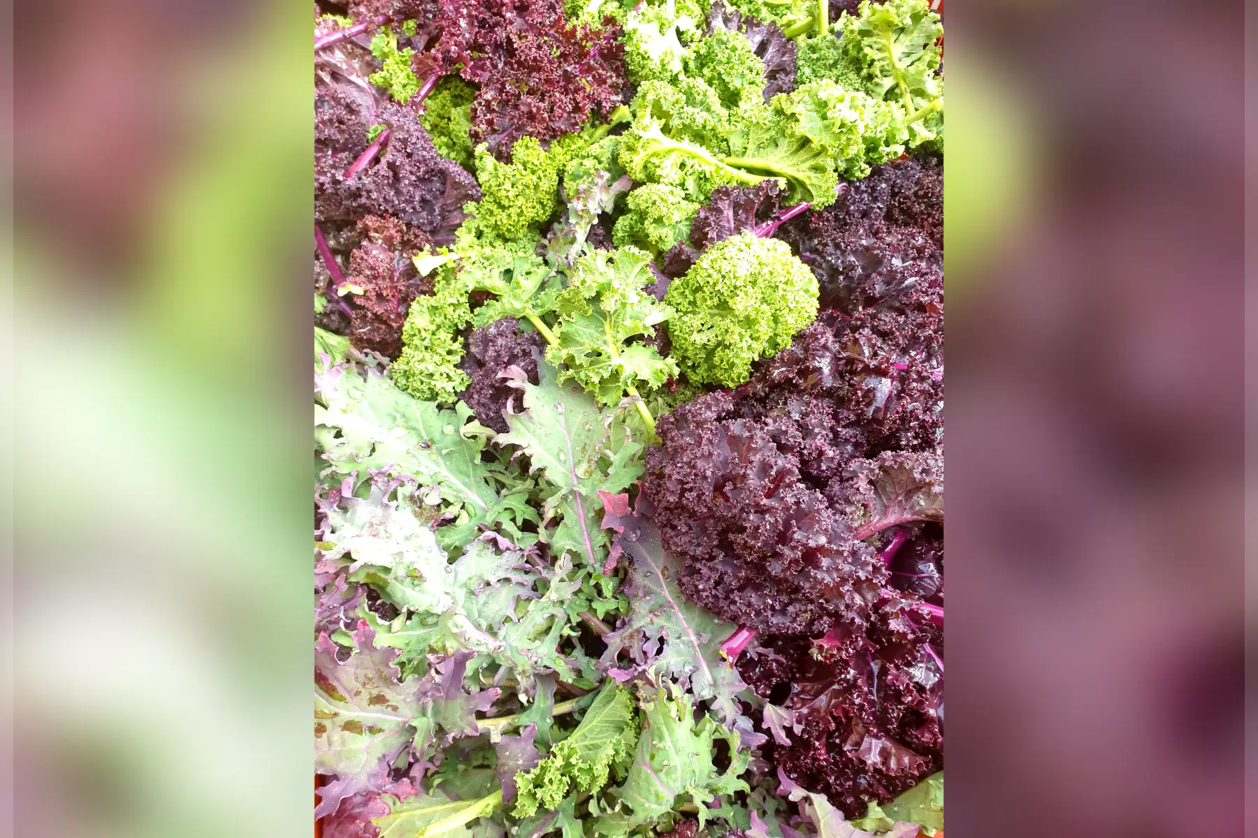 Chou Kale botte (au choix)