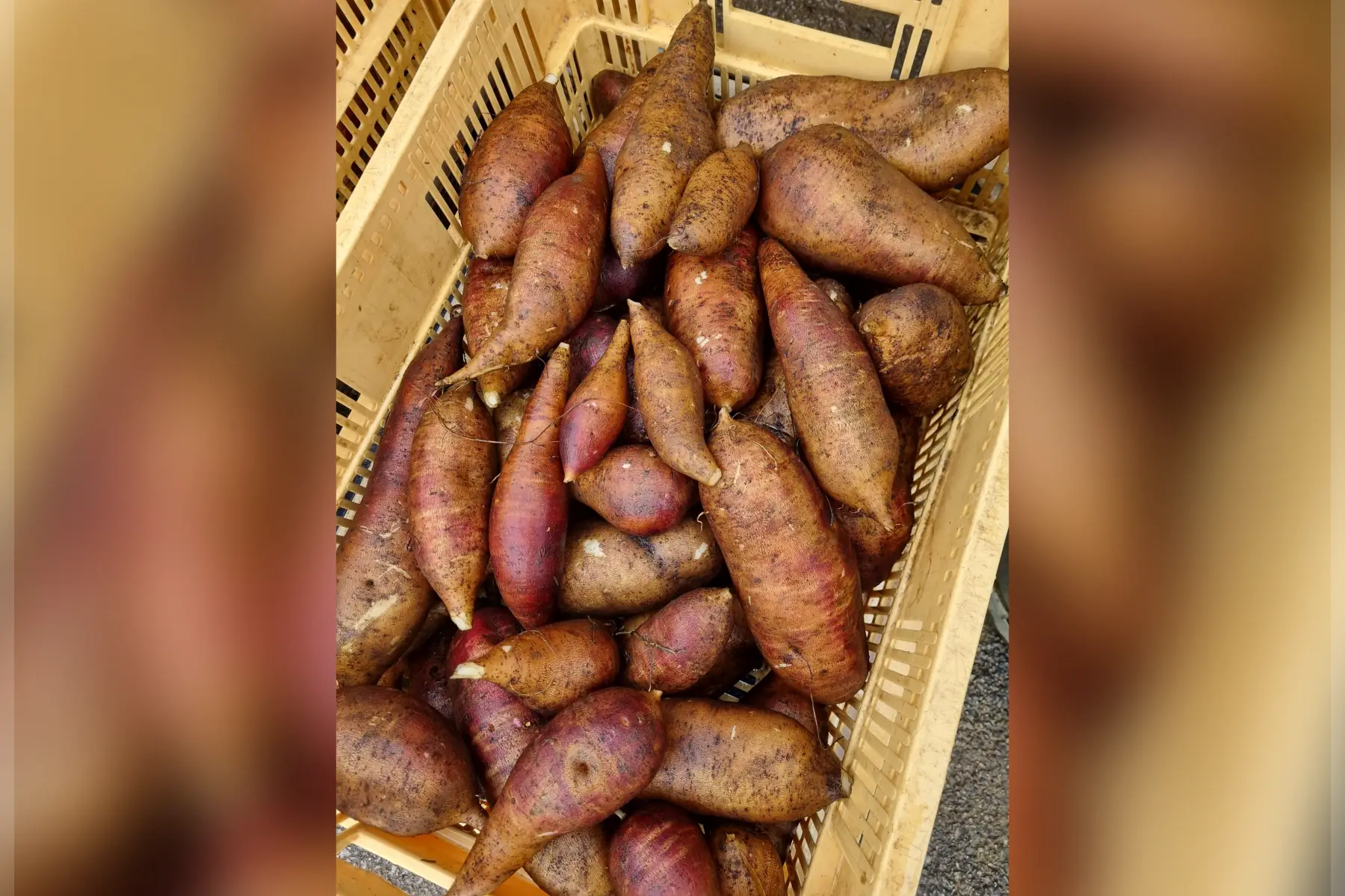 Poire de terre Yacon bio