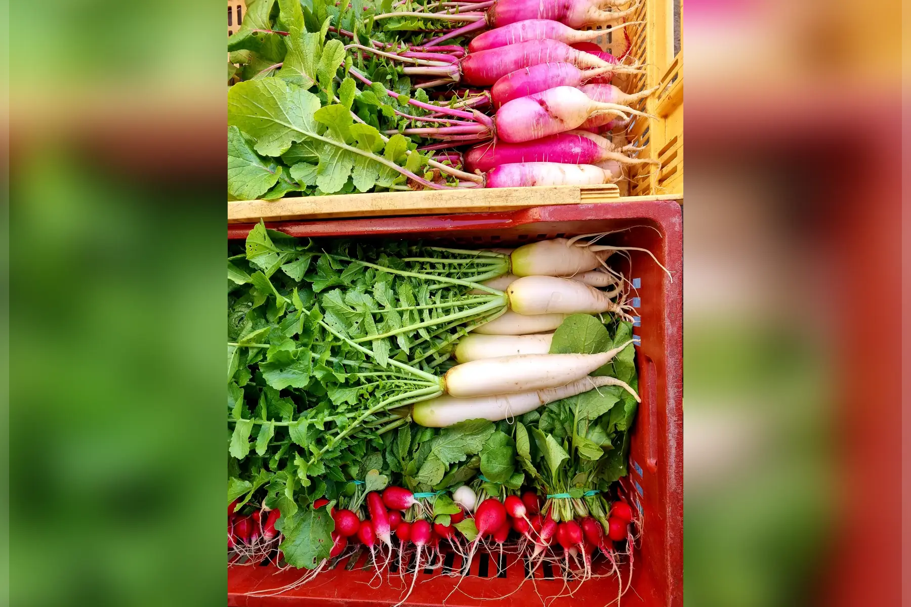 Radis & Cie bio (au choix)