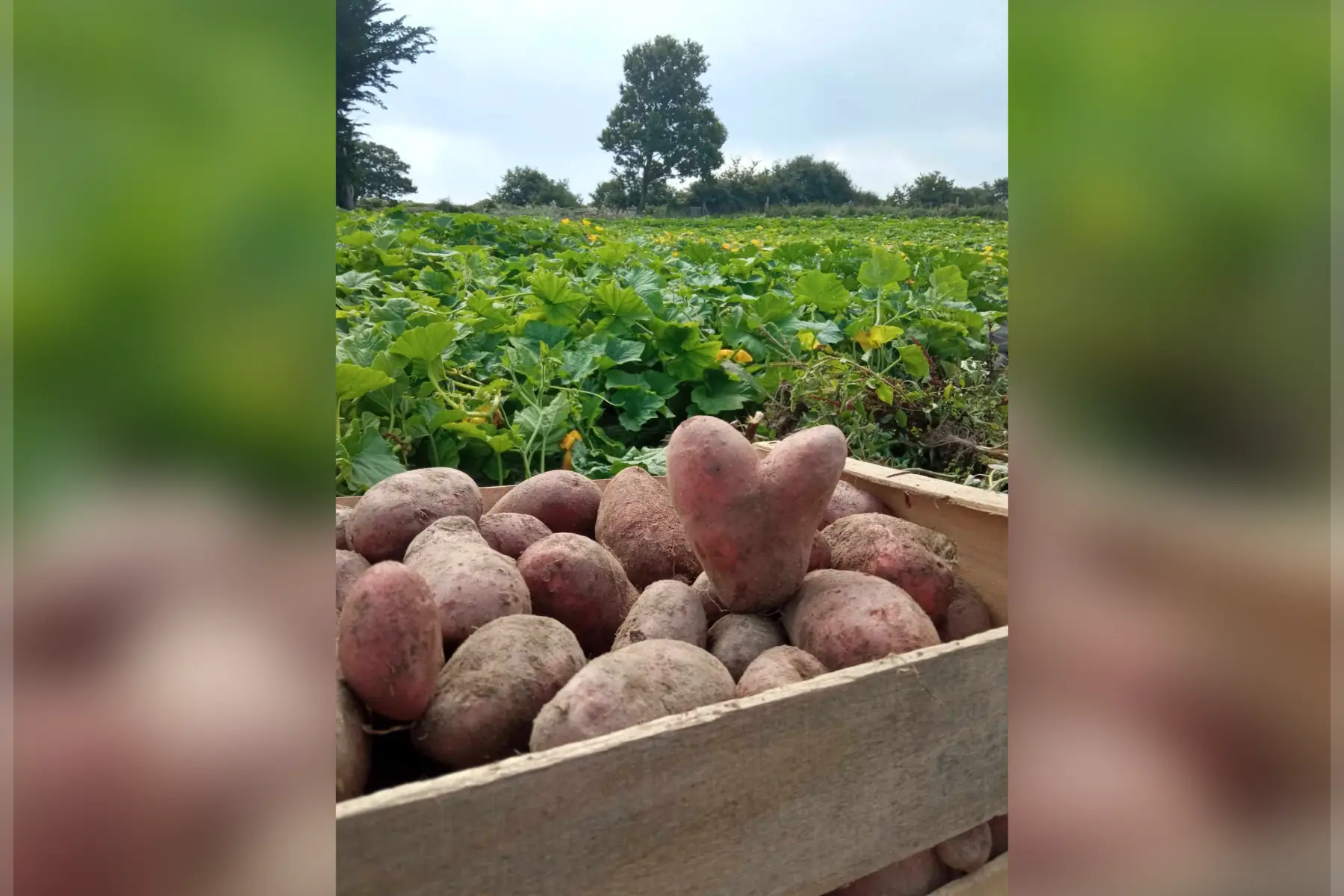 Le jardin de Betty - Bio de Baden
