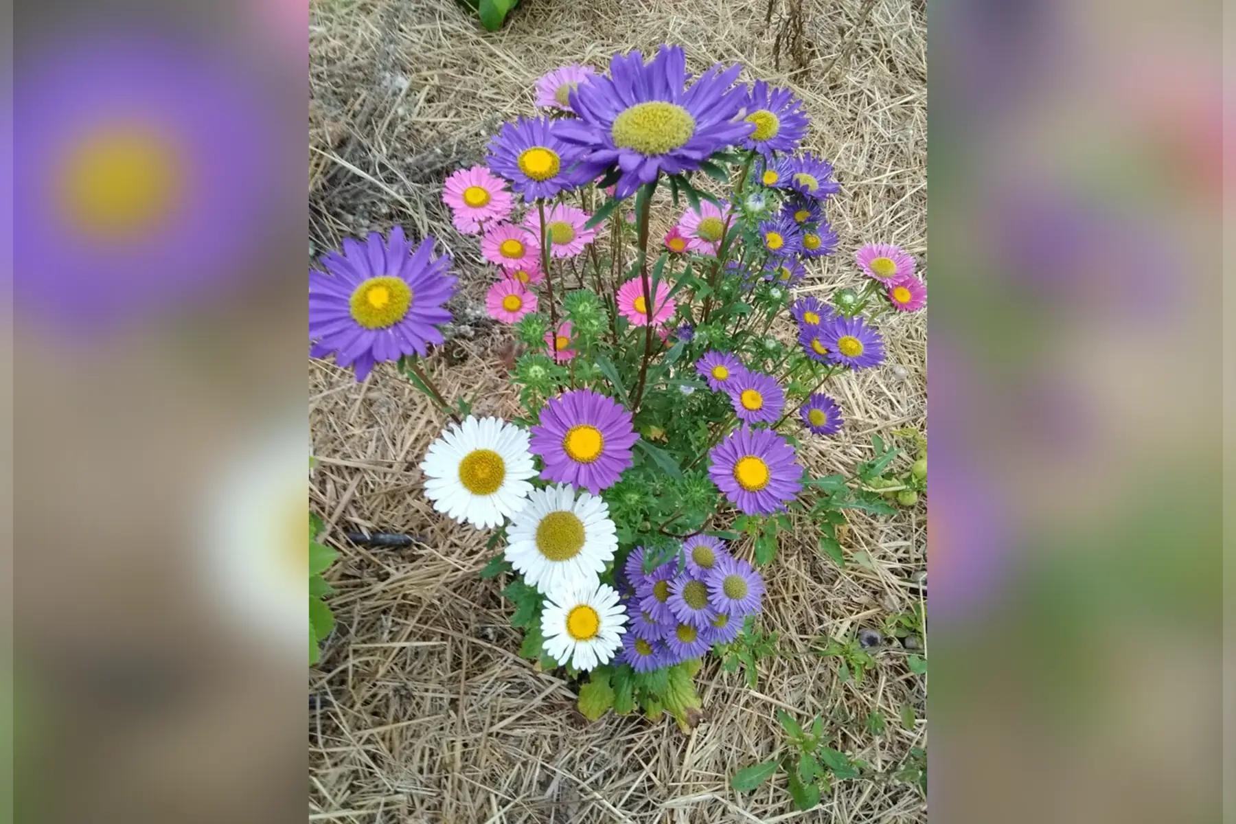 Reine Marguerite comestible bio