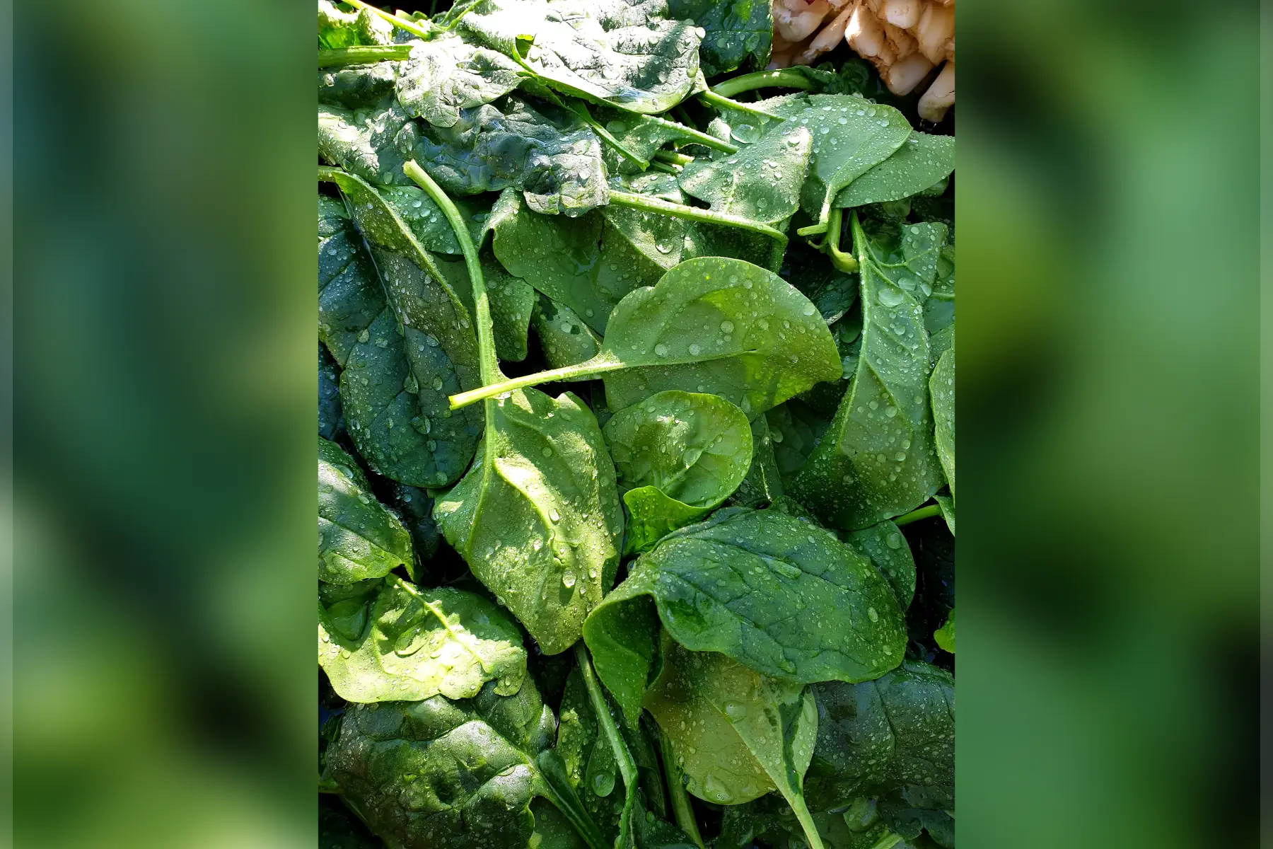 Épinard & Cie bio (au choix)