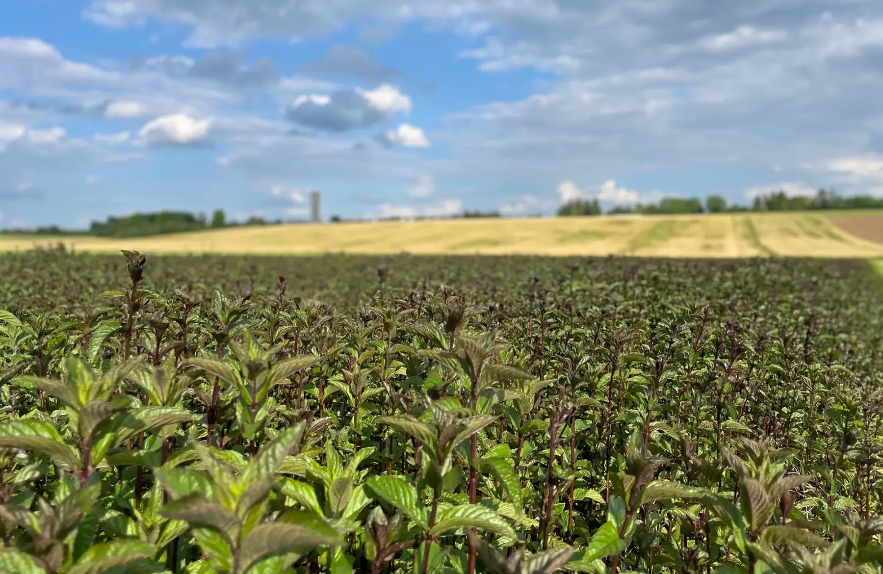Ecoferme des mille et une feuilles