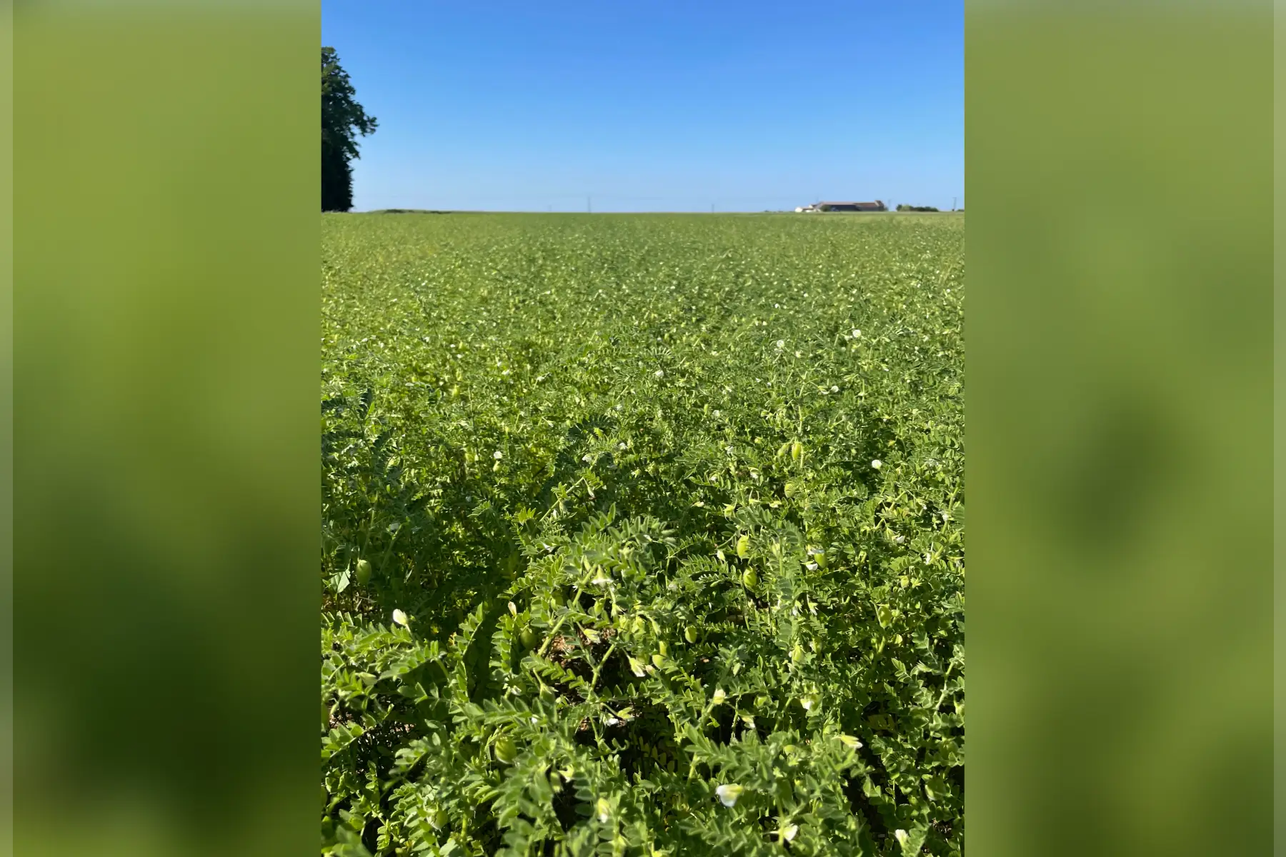Ecoferme des mille et une feuilles