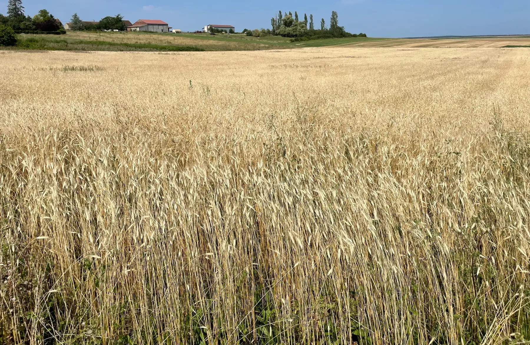 Ecoferme des mille et une feuilles