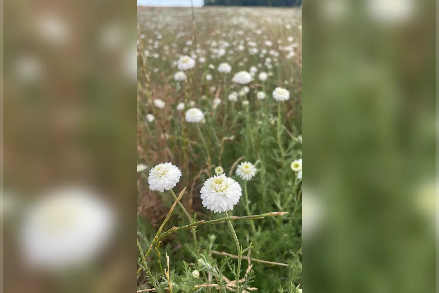 Ecoferme des mille et une feuilles