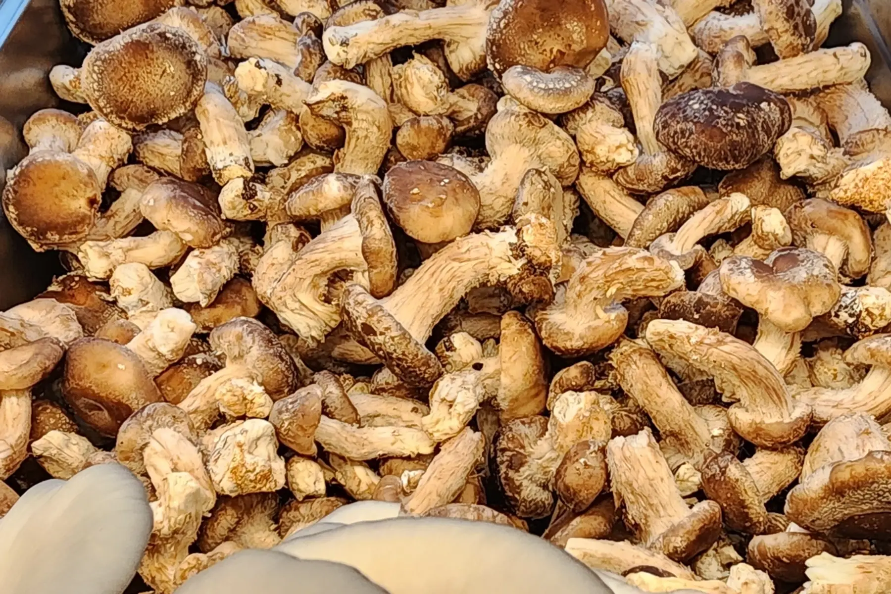 Shiitake- champignon par 100 gr
