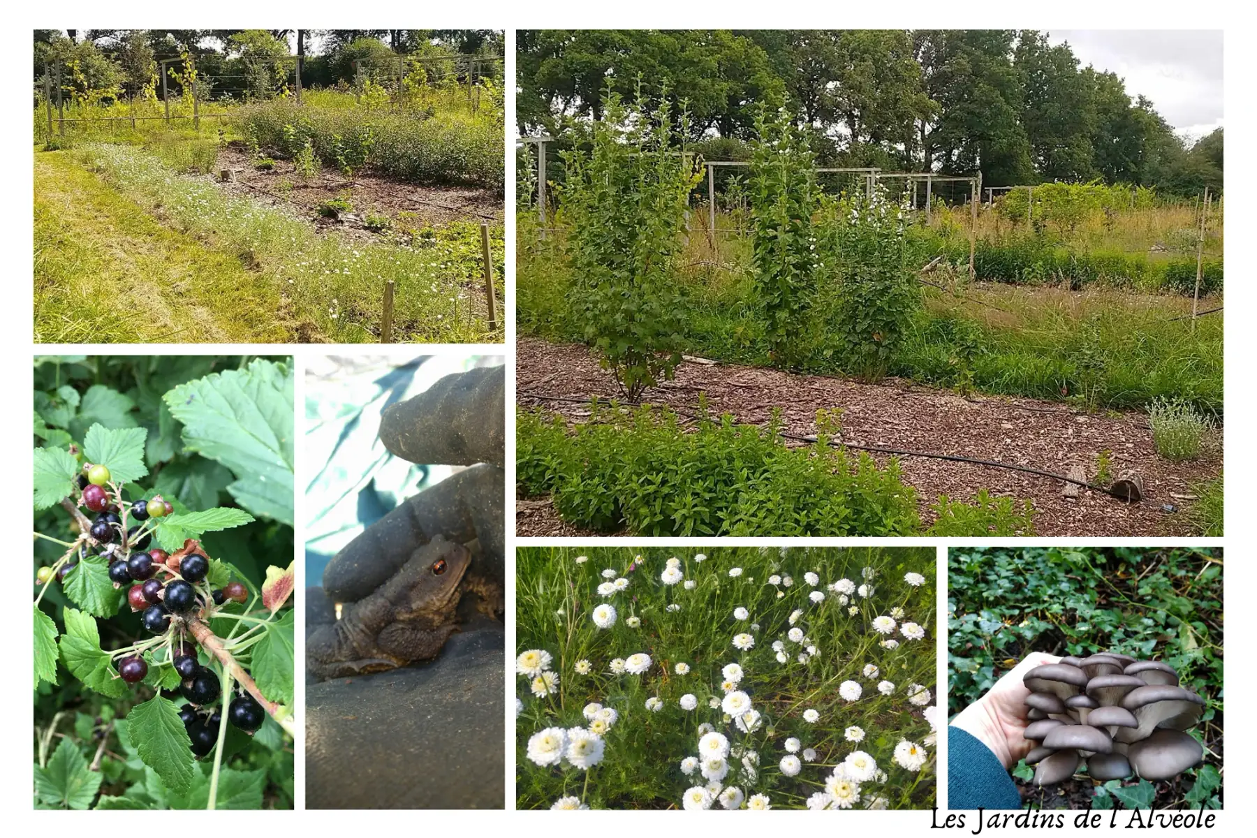 les Jardins de l'Alvéole