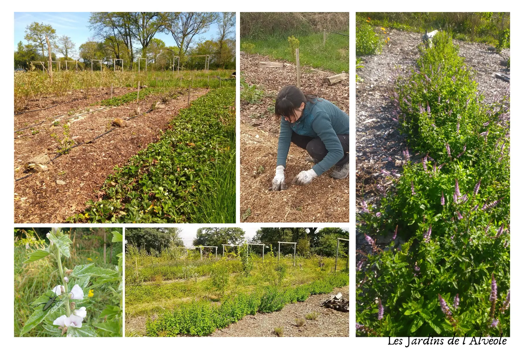 les Jardins de l'Alvéole