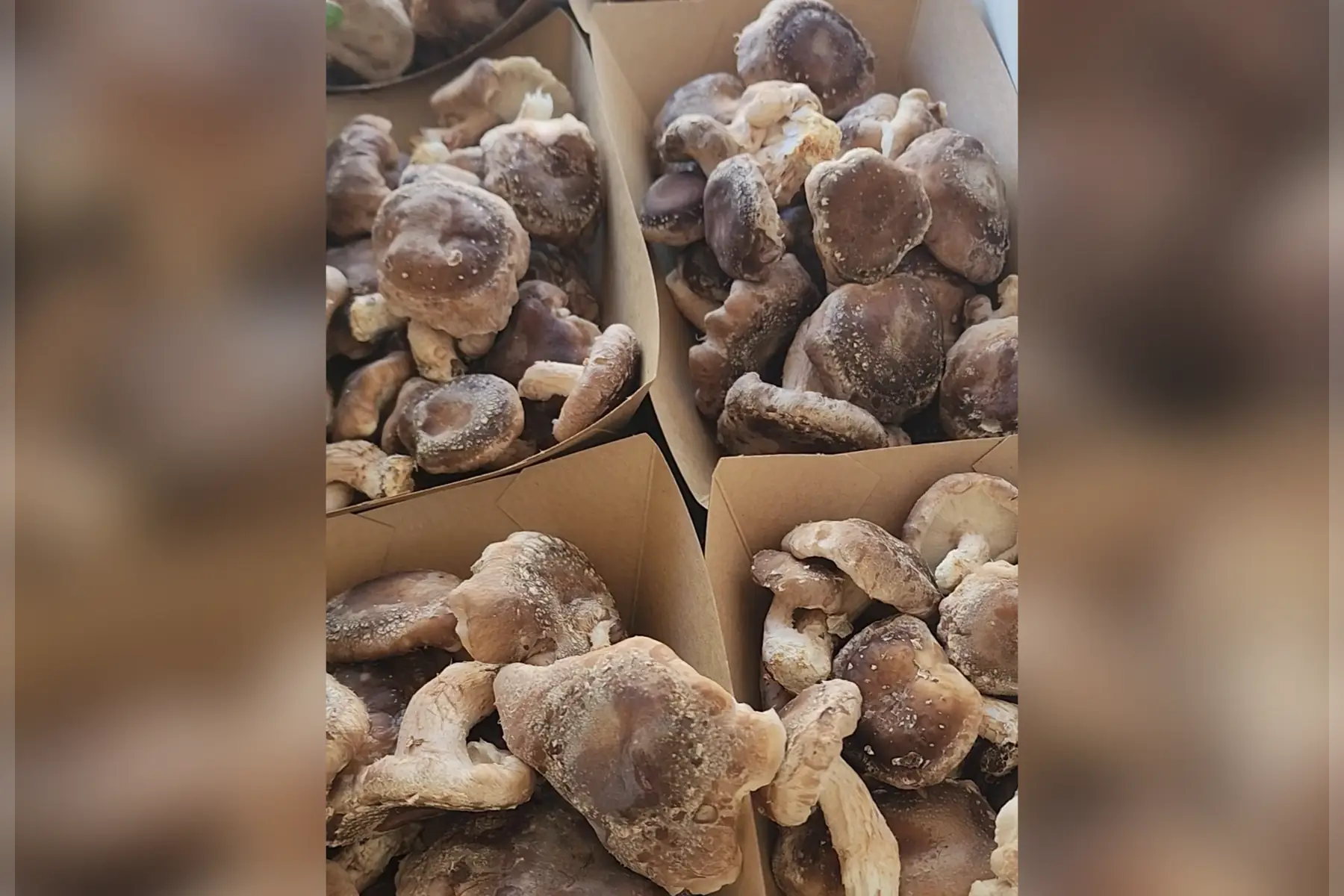 Shiitake- champignon par 100 gr