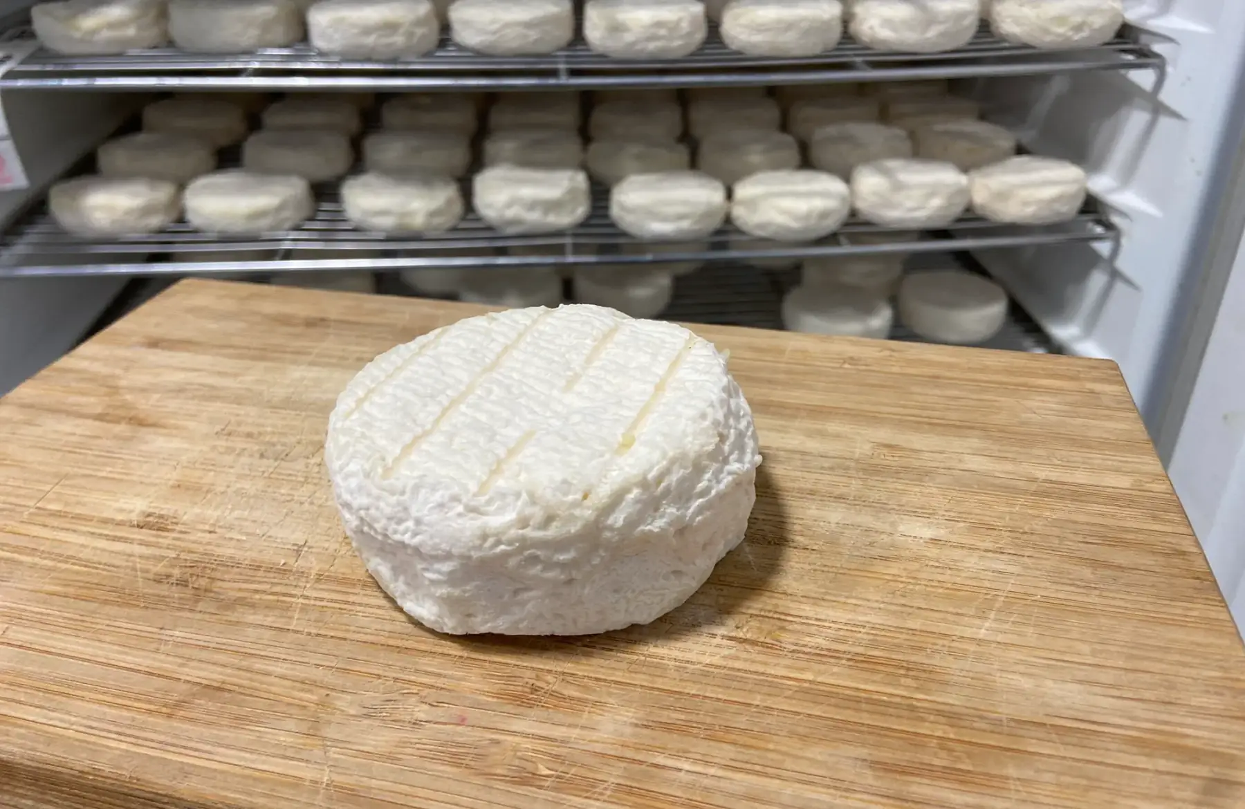 Crottin de chèvre mi-frais