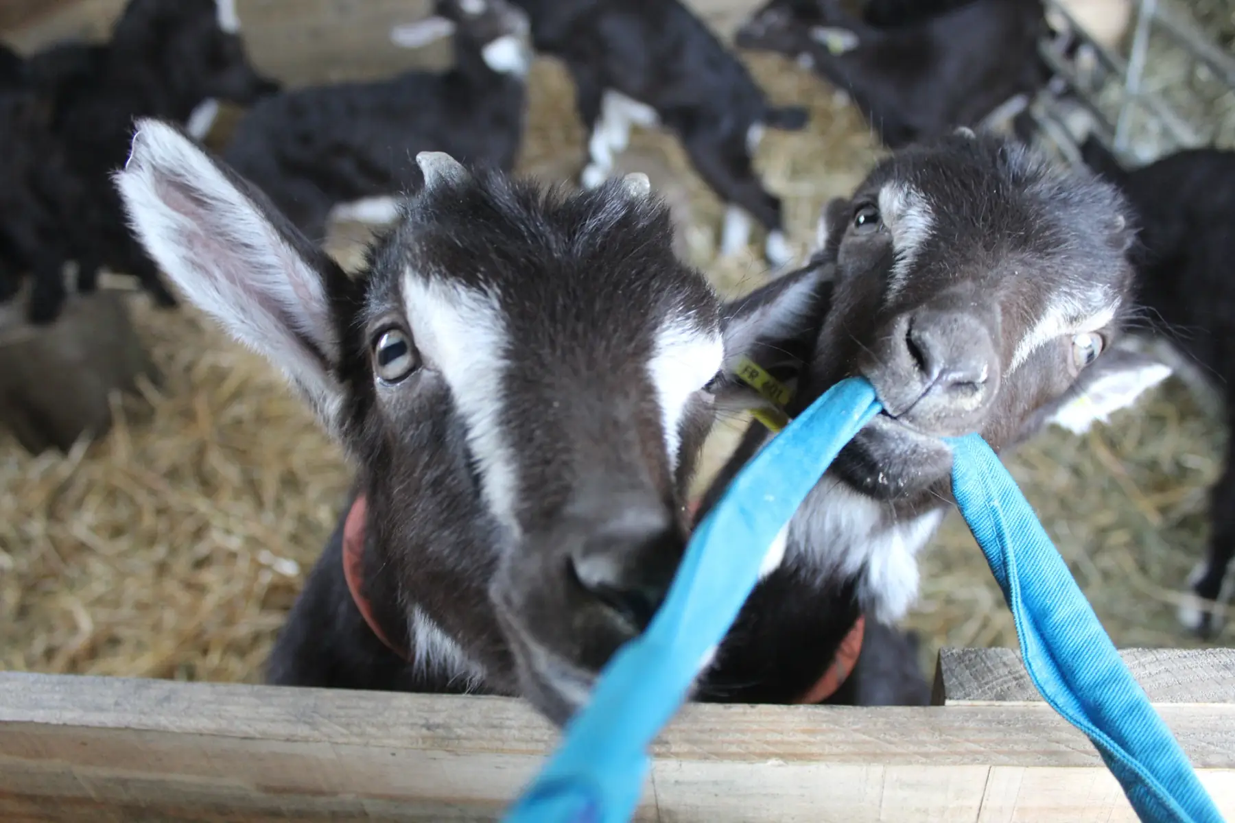 Les Chevrettes du terril