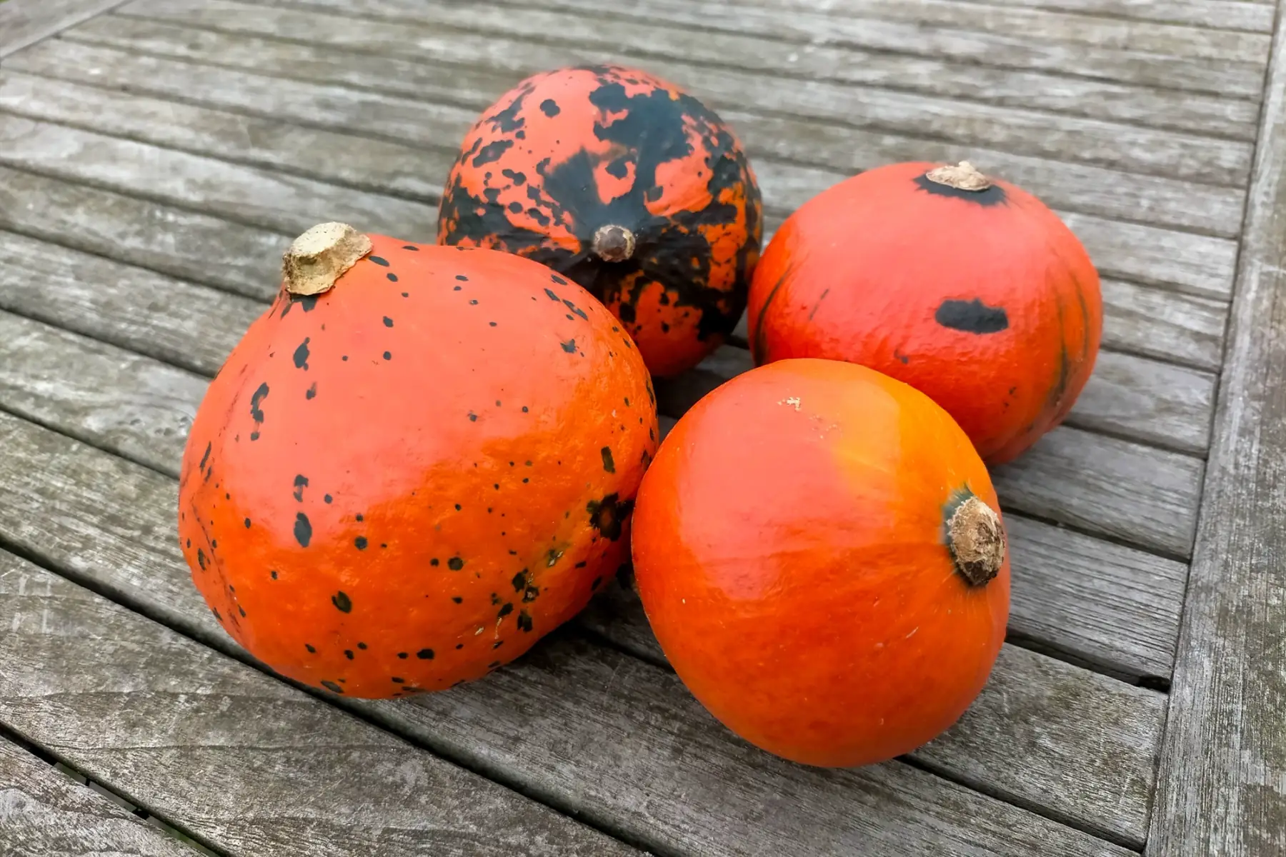 Petits potimarrons bio à farcir