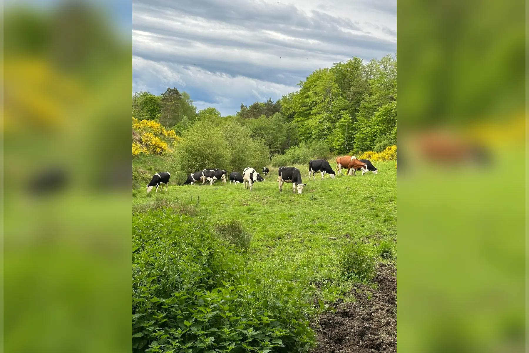 Gaec de la triouzoune