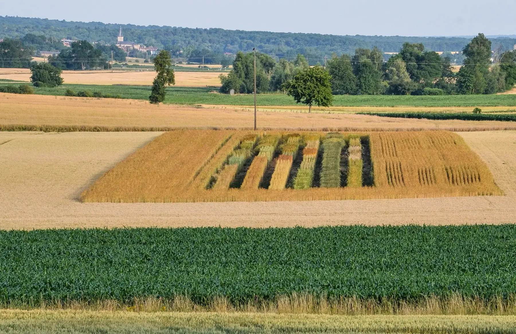 GAEC de la modestine