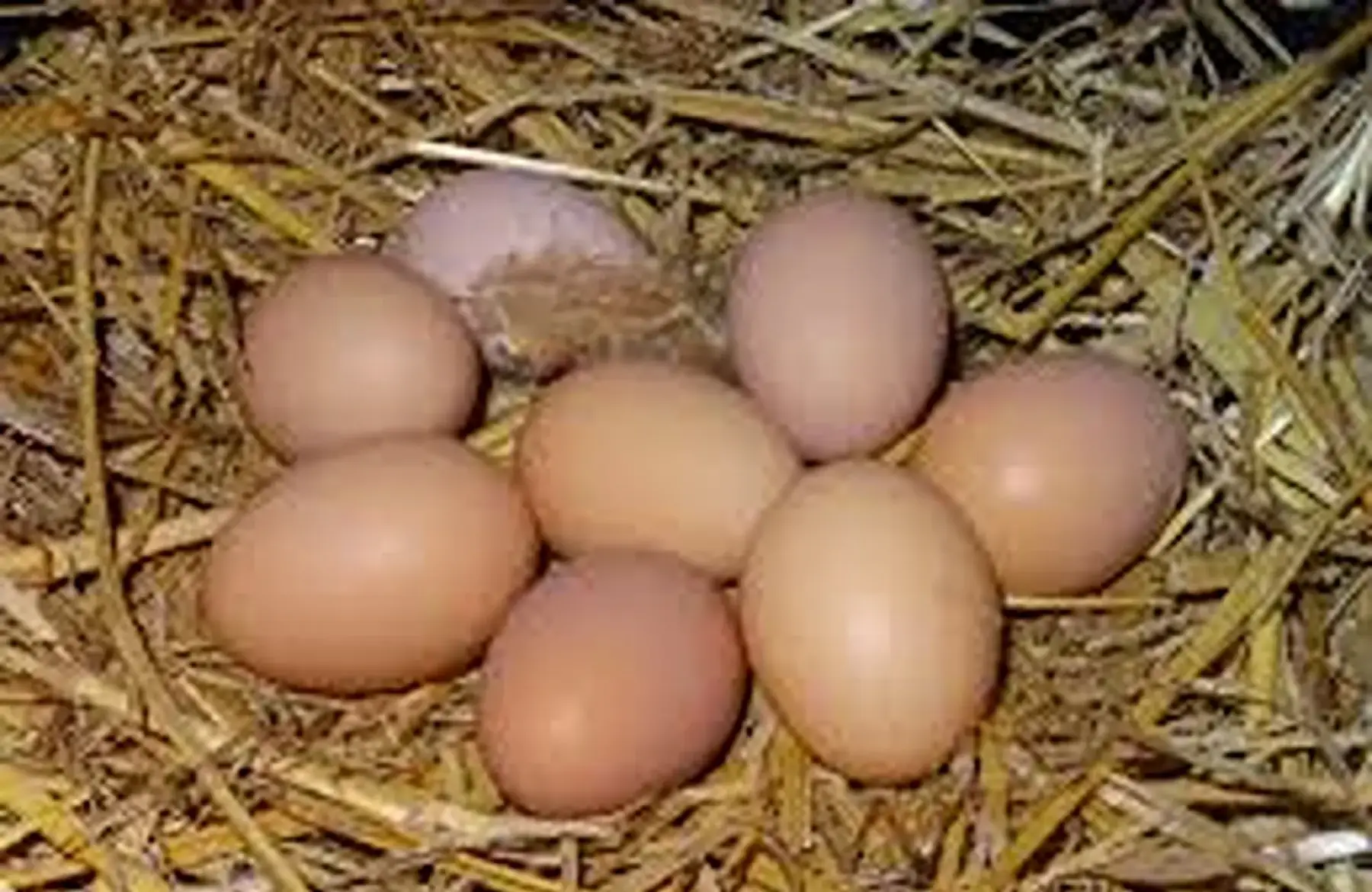 Boite de 6 Oeufs BIO - Direct de la ferme