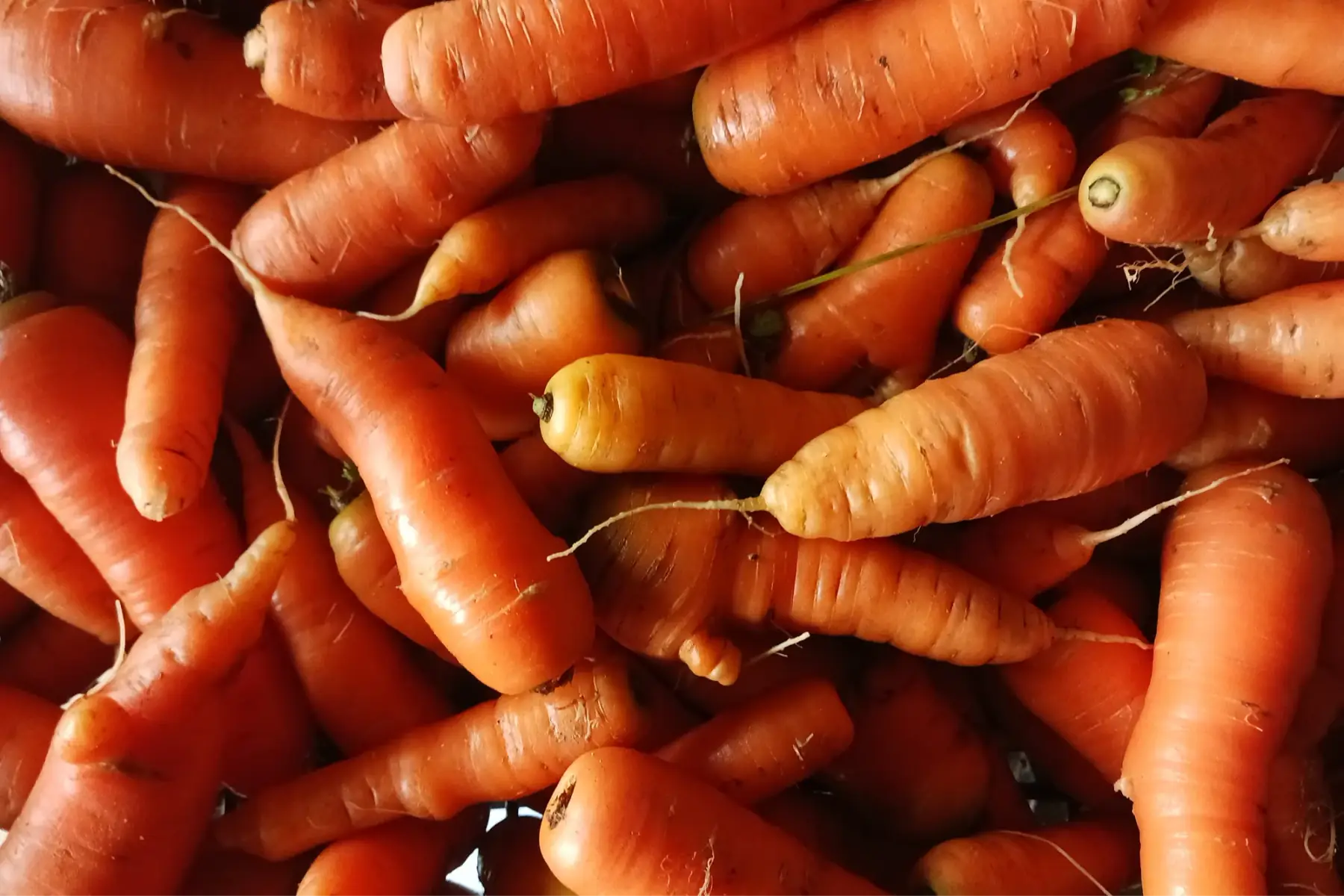 carottes botte