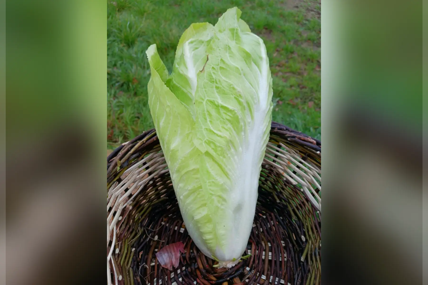 chicorée Pain de sucre