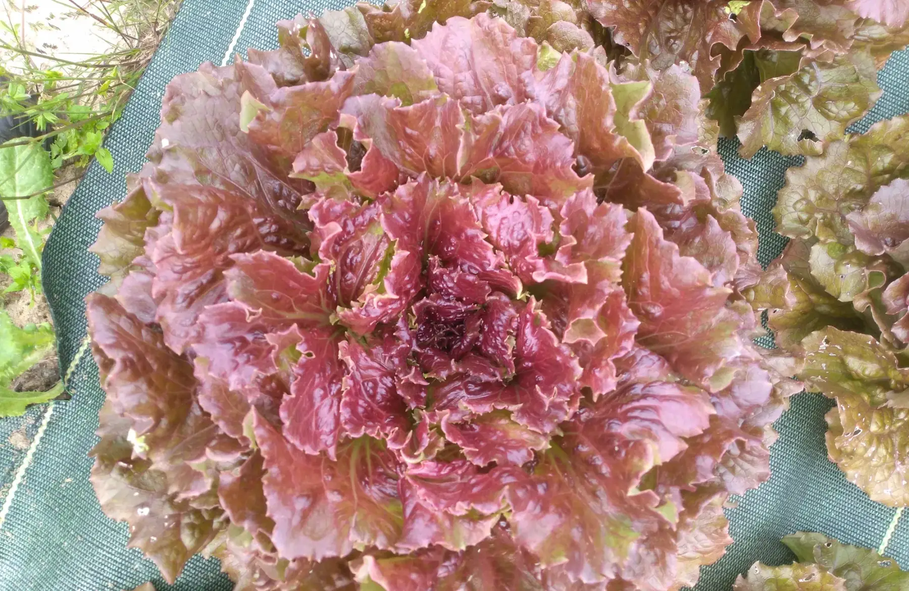 Laitue Batavia Rouge