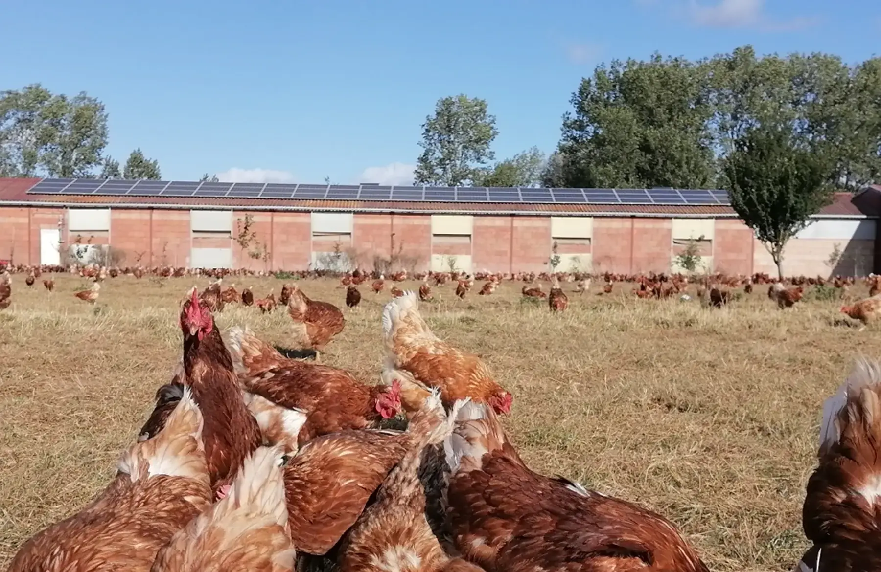 Boîte de 6 œufs BIO