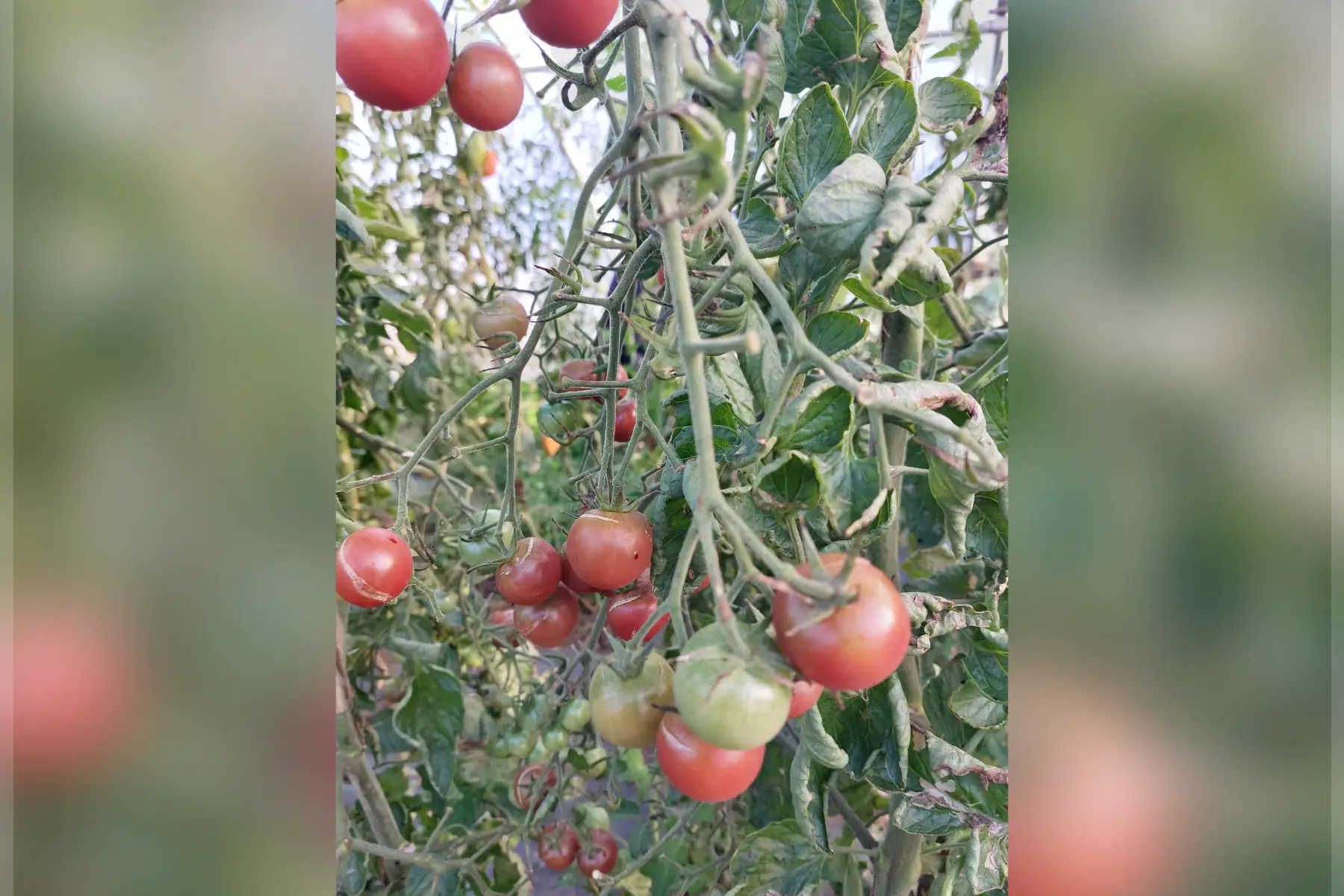 tomates cocktail (cerise)