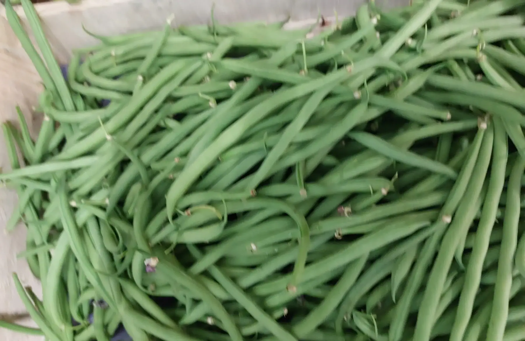 haricot vert