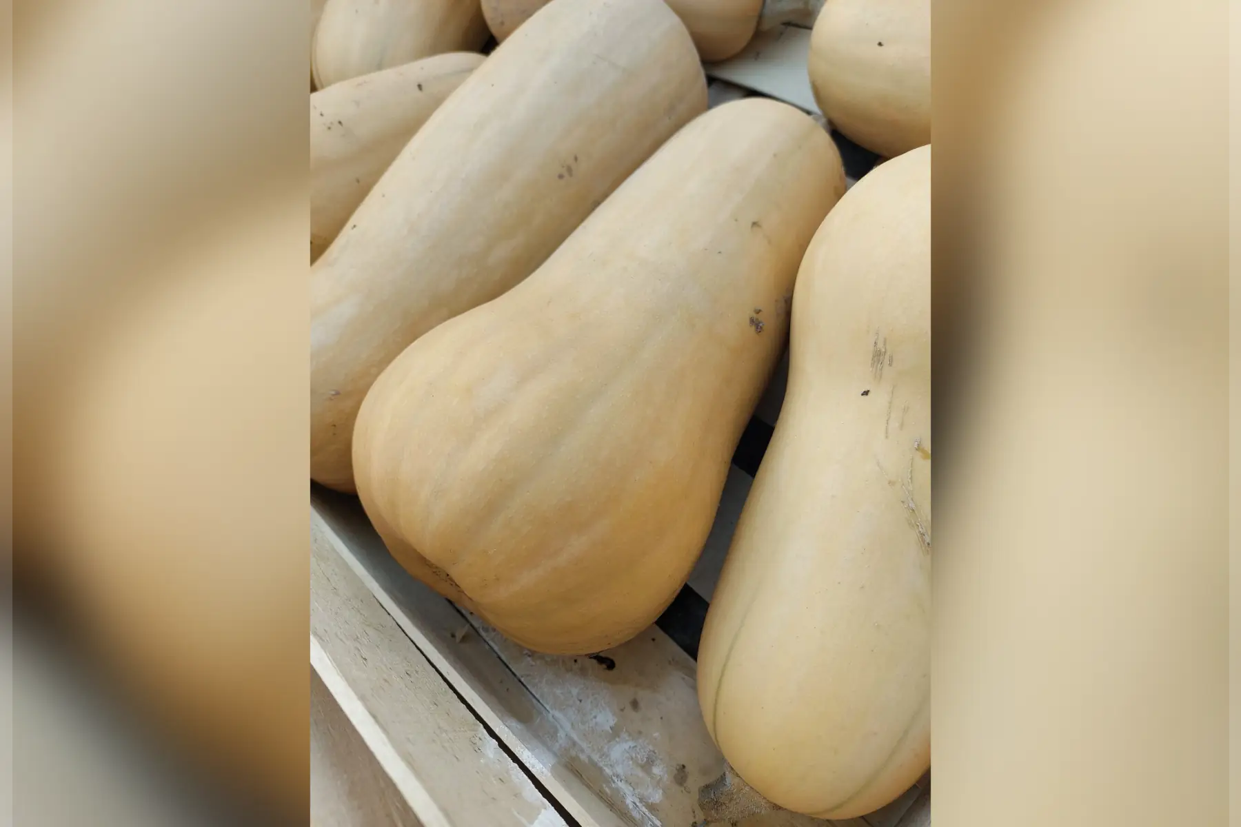 courge butternut