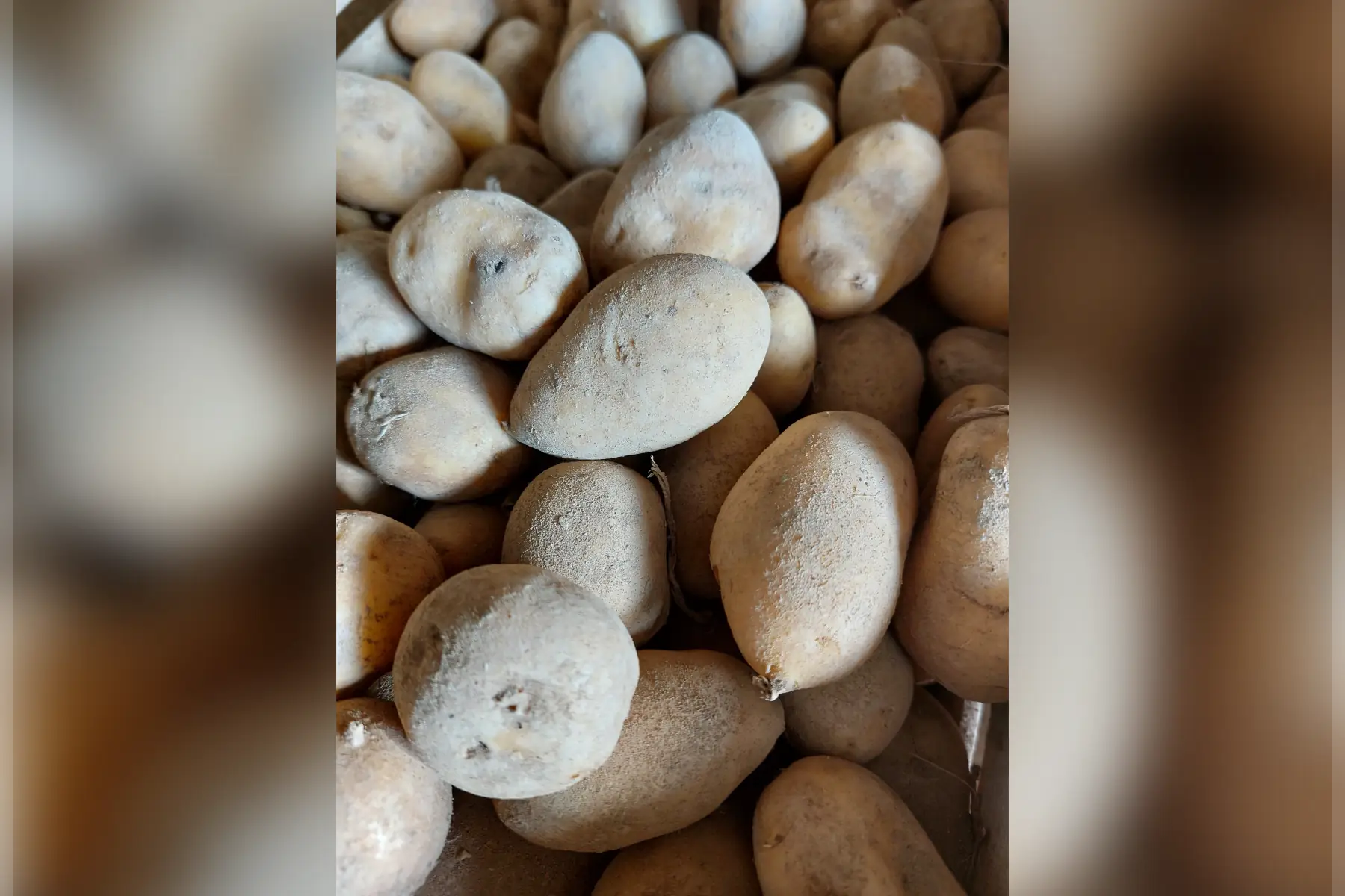 pomme de terre allians