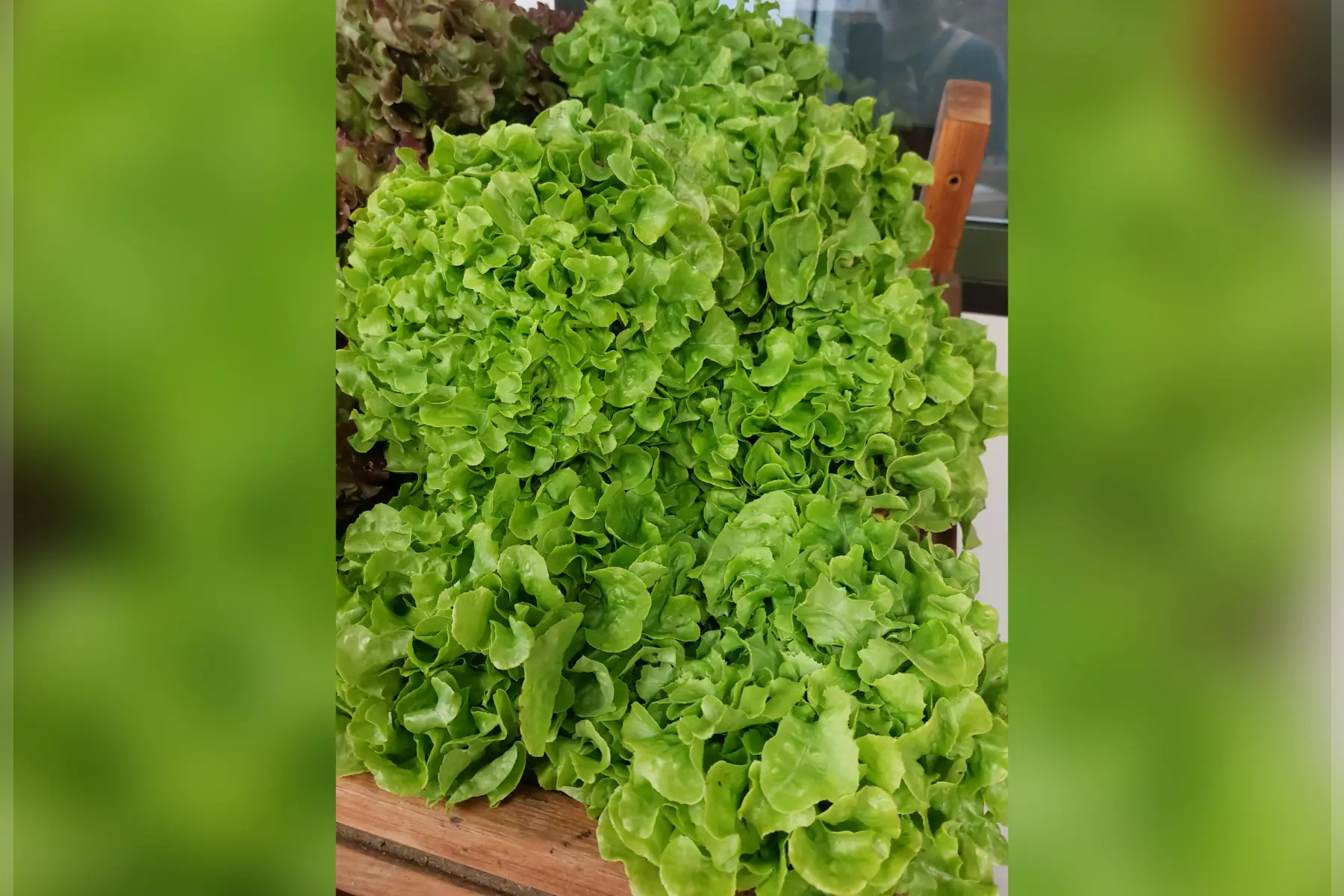 salade feuille de chêne blonde