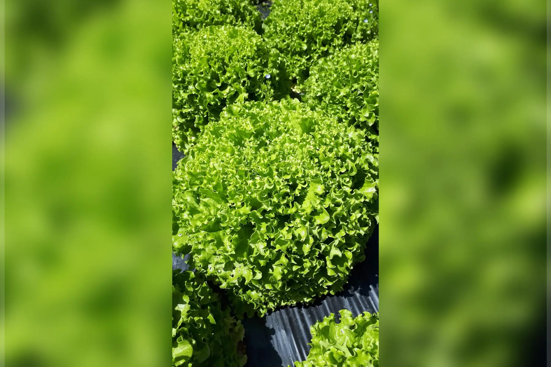 salade batavia blonde