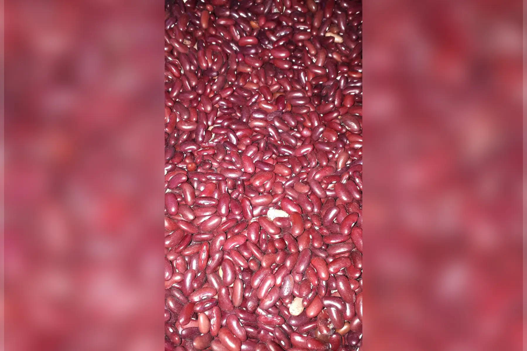 haricot sec écossé rouge